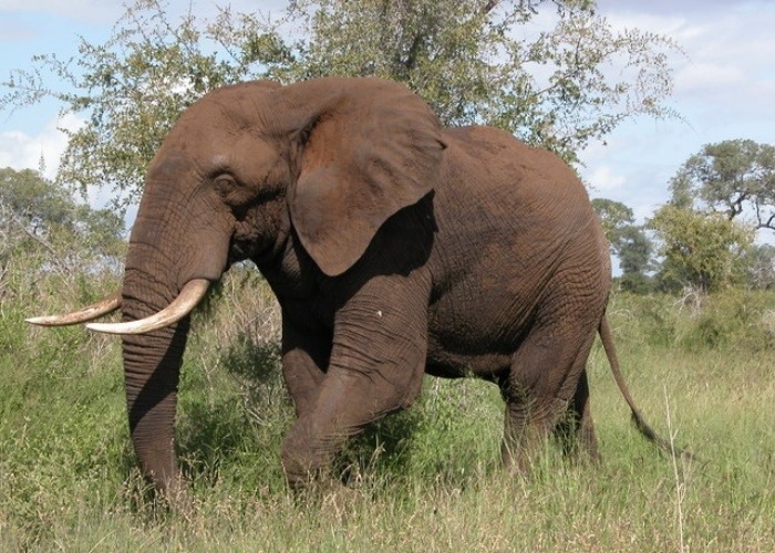 Você sabe a diferença entre um mamute e um mastodonte?