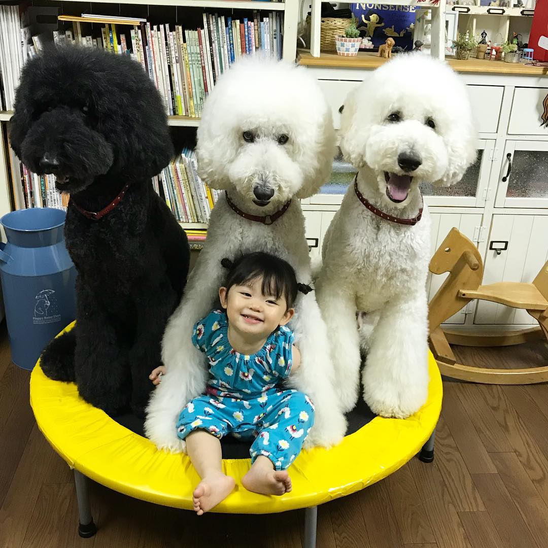 A linda amizade entre uma garotinha japonesa e seus poodles gigantes!