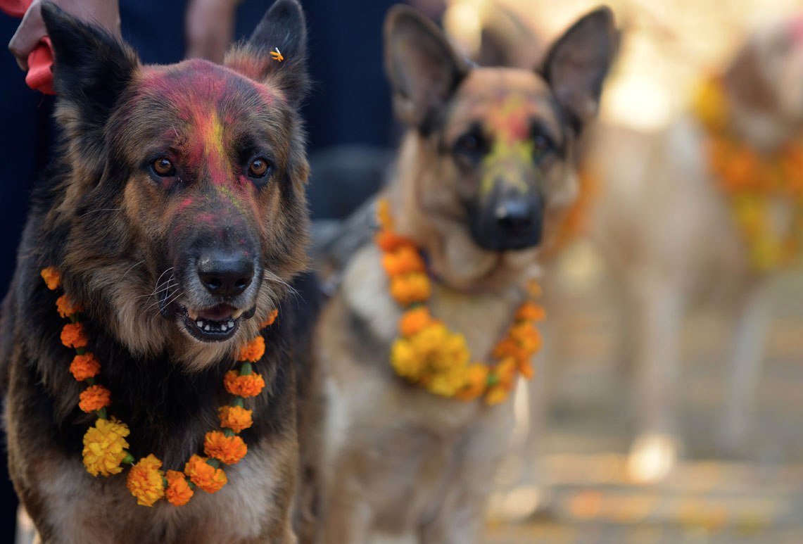 Gosta de cães? No Nepal, existe um festival dedicado a adorá-los