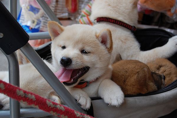 Por que você não deve comprar um animal de estimação no Japão