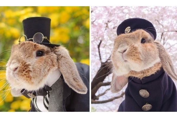 Pui Pui, o Coelho mais Fofo e Estiloso do Japão
