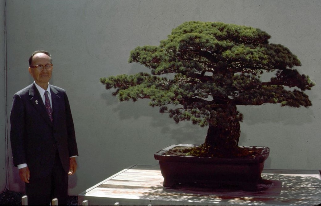 Surpreendente: Bonsai de quase 400 anos sobreviveu até à bomba de Hiroshima