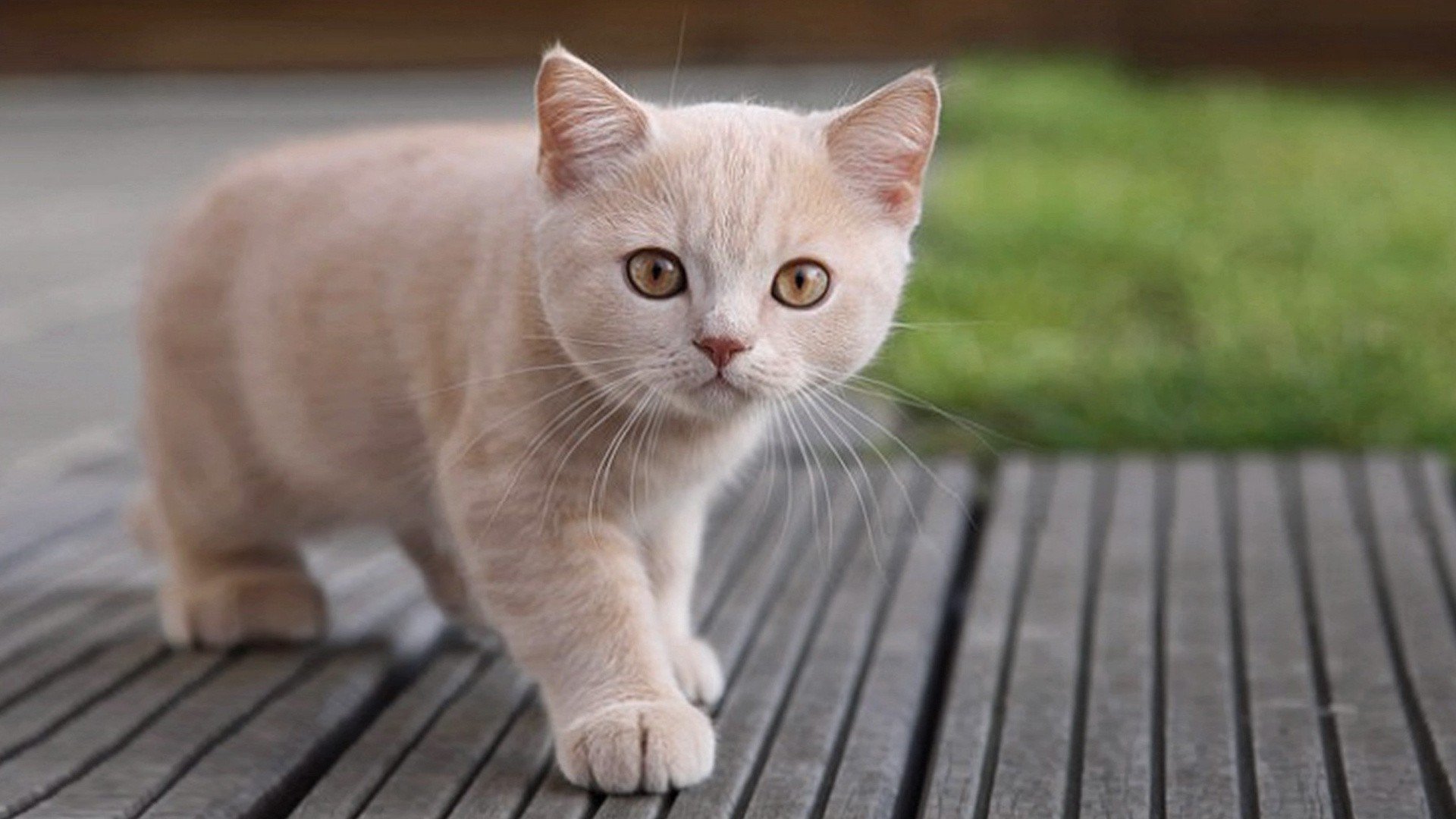 9 fatos sobre os gatos que deixarão você de cabelo em pé