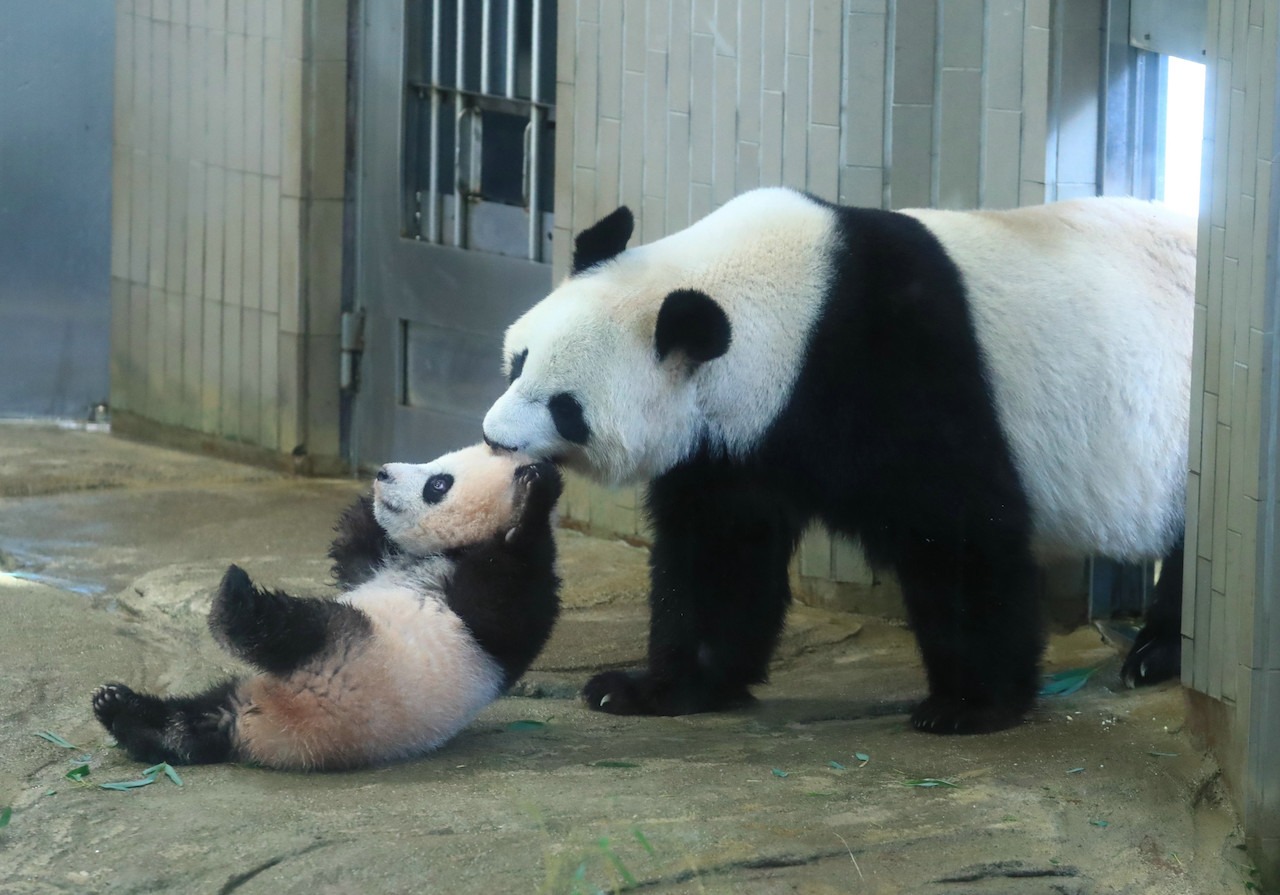 Conhecendo os nomes dos pandas que vivem no Japão!
