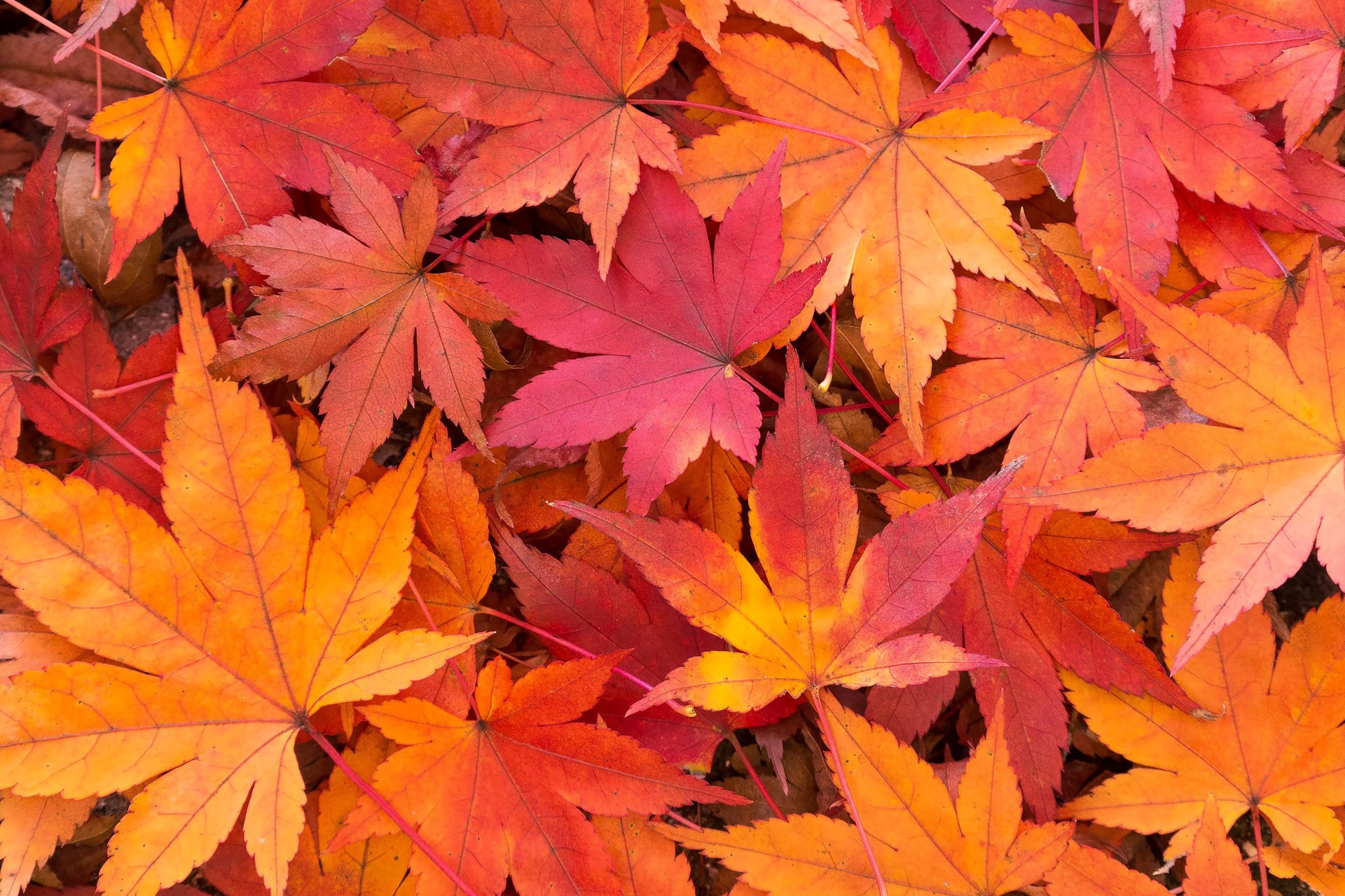 12 Lugares para apreciar o Outono no Japão