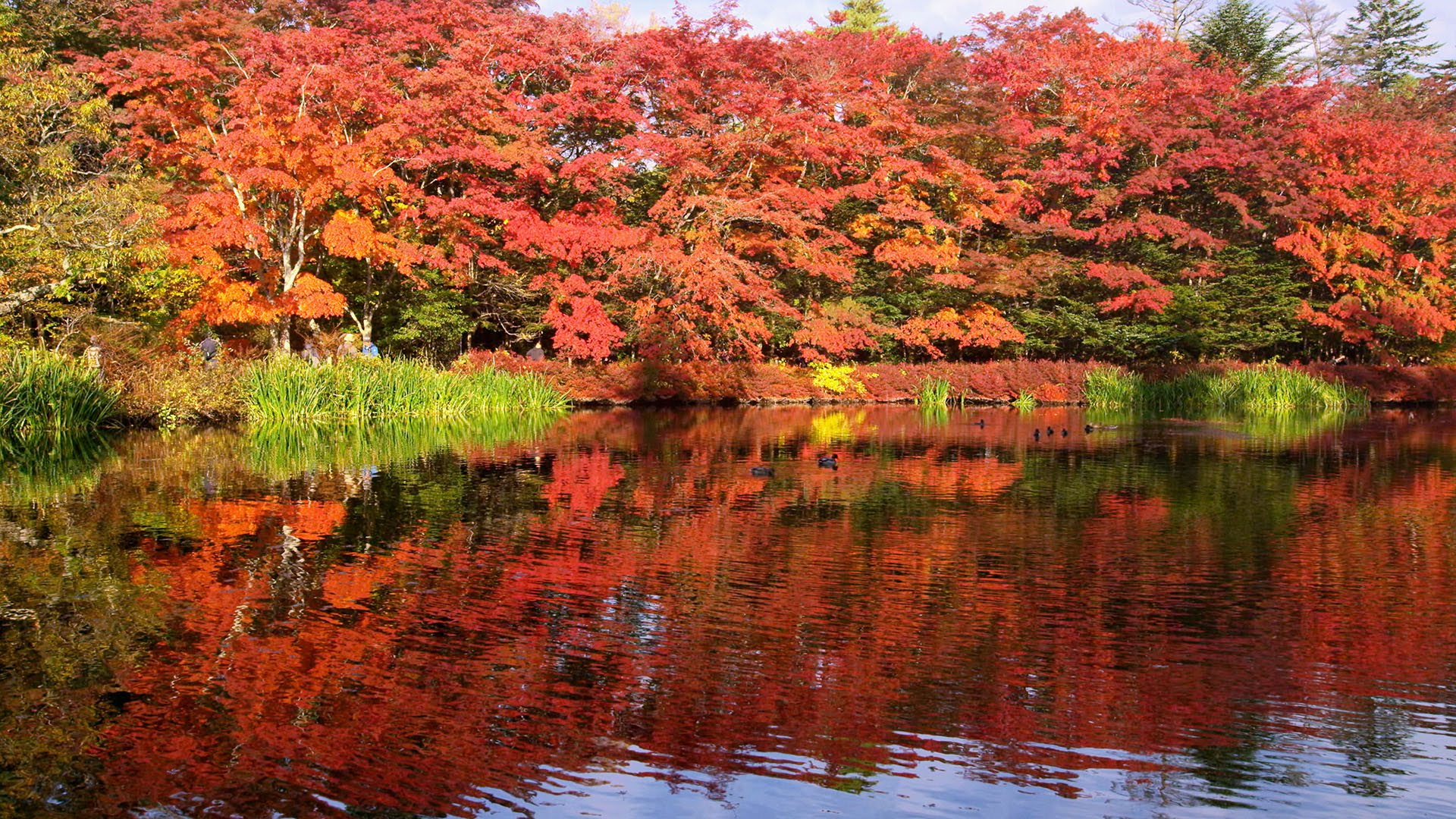 Turistas lotam ponto turístico no Japão no auge da coloração da folhagem de outono