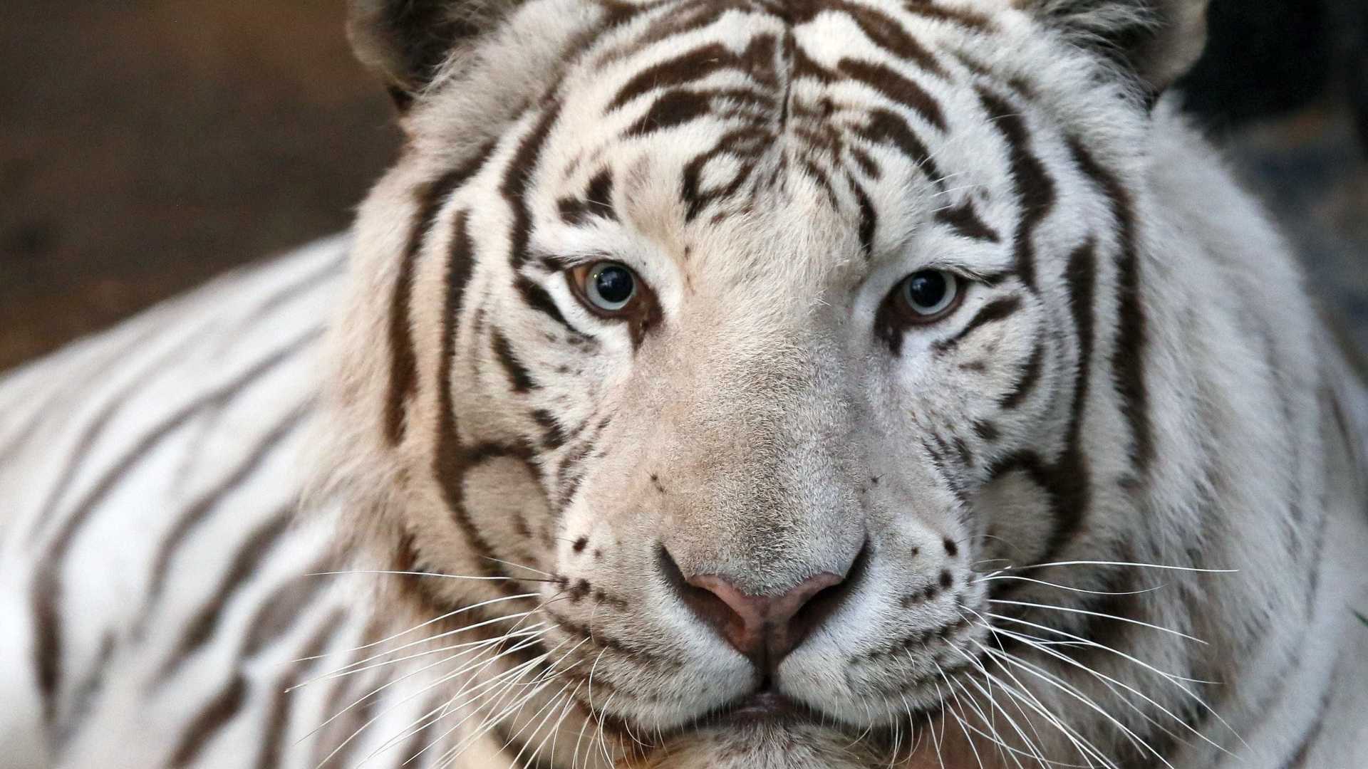Família não quer sacrificar tigre que matou cuidador no Japão