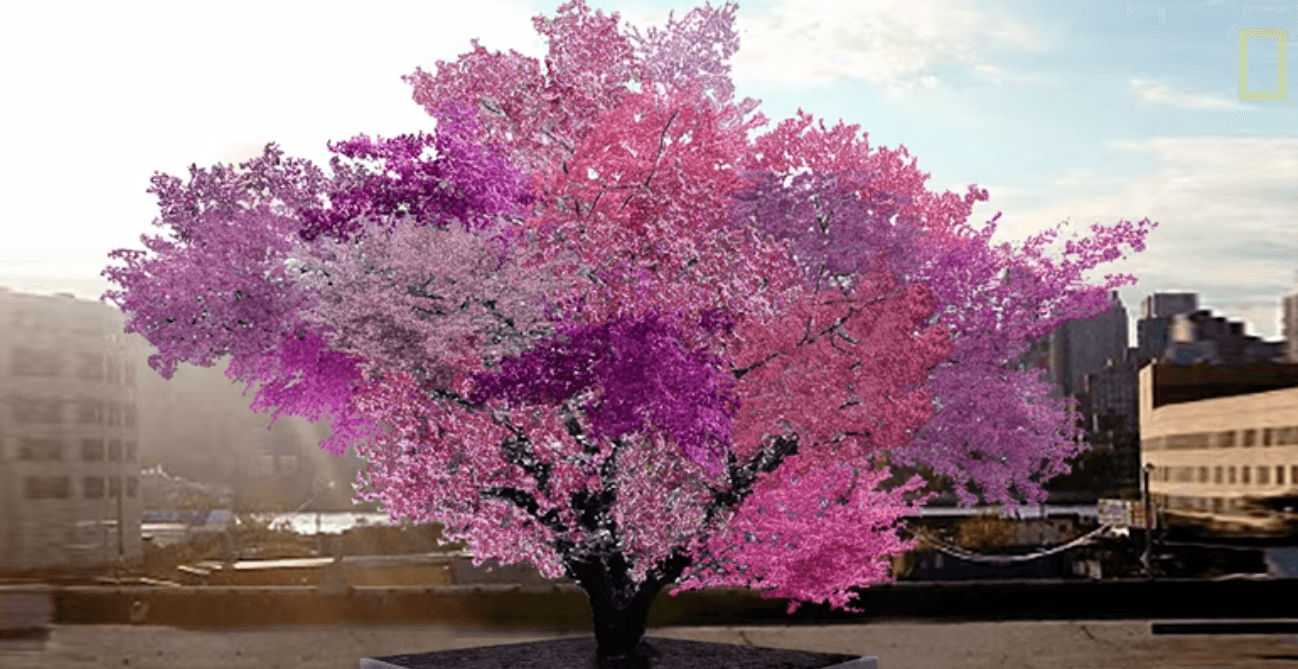 Impressionante! Árvore produz todos os anos 40 tipos de frutas diferentes