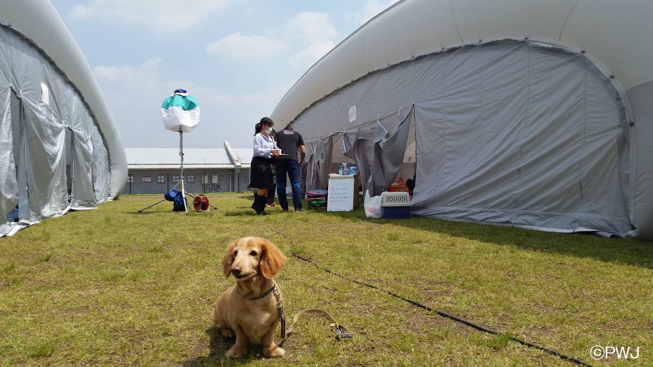 Ministério japonês cria diretrizes para evacuação de donos de pets em zonas afetadas por desastres