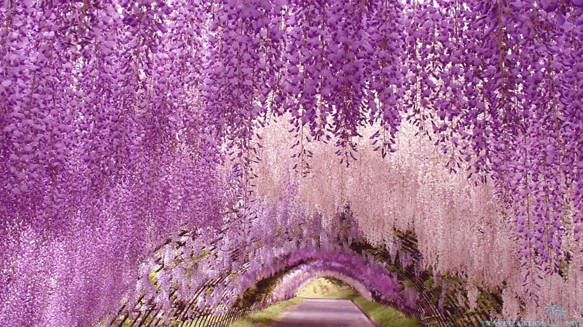 Os 12 jardins de glicínias mais bonitos do Japão