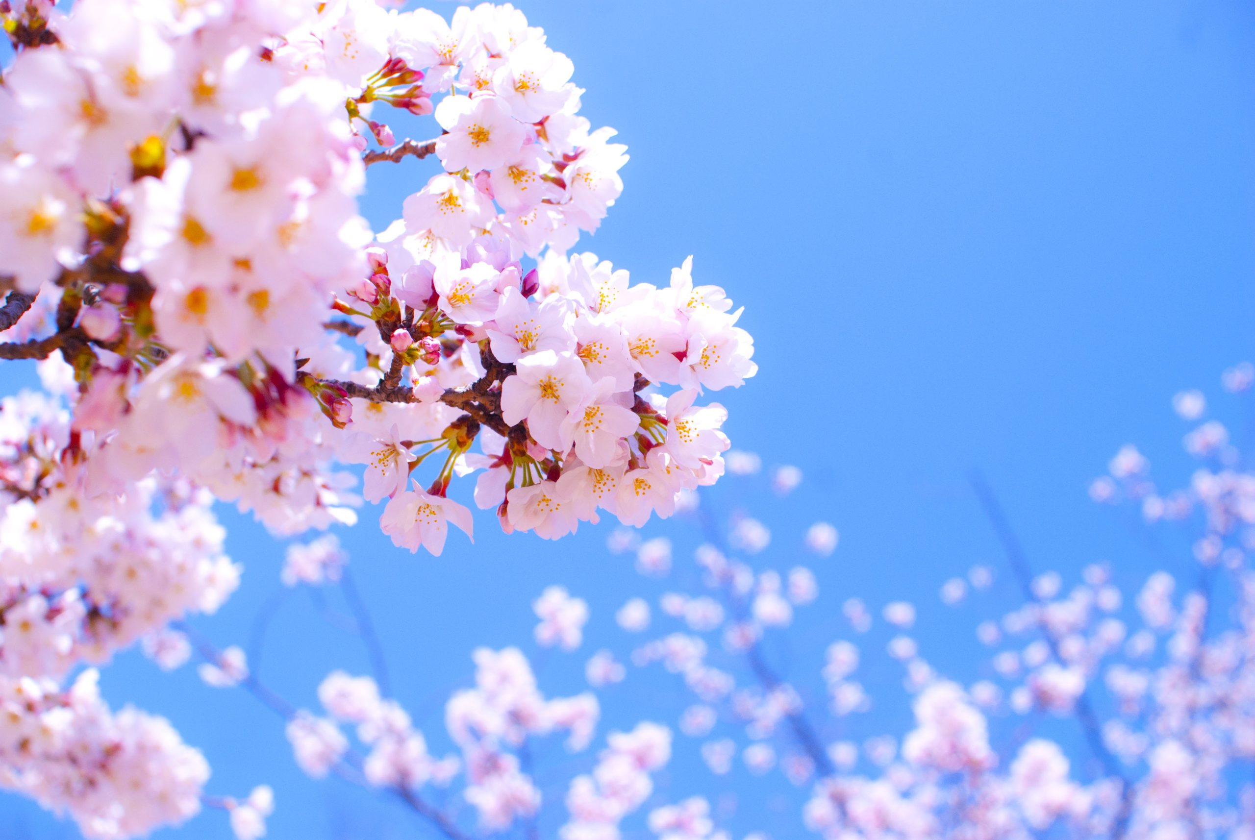 Essas flores de cerejeira capturadas por fotógrafos amadores são simplesmente extraordinárias!