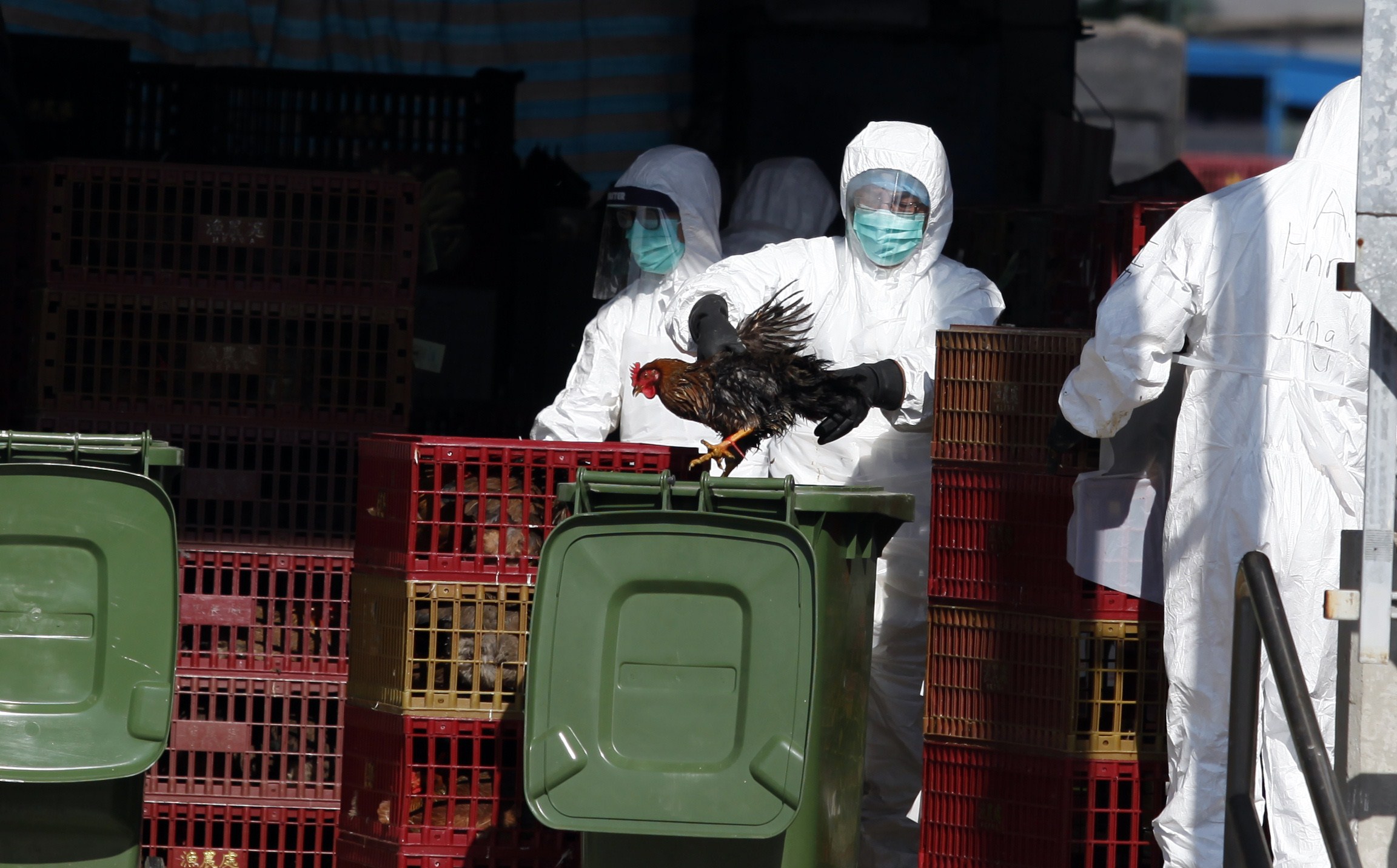 Vírus H7N9 da gripe aviária pode ser transmitido por tosse e espirro, diz estudo japonês