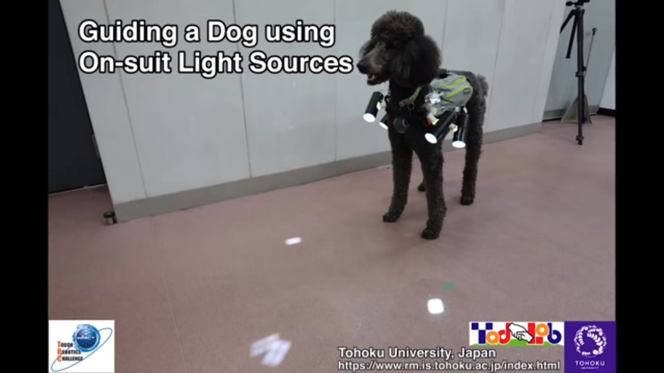 Cientistas japoneses usam controle remoto para controlar um cachorro
