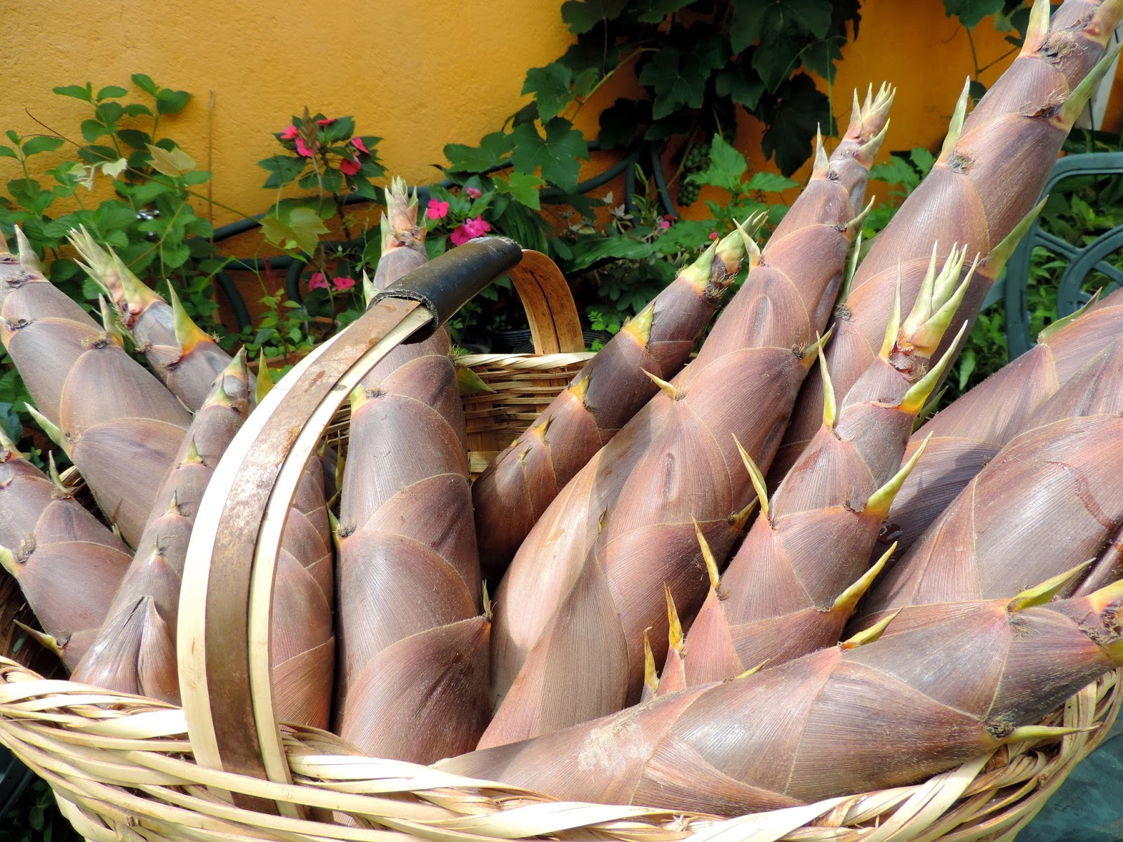 Benefícios do broto de bambu para a saúde do corpo