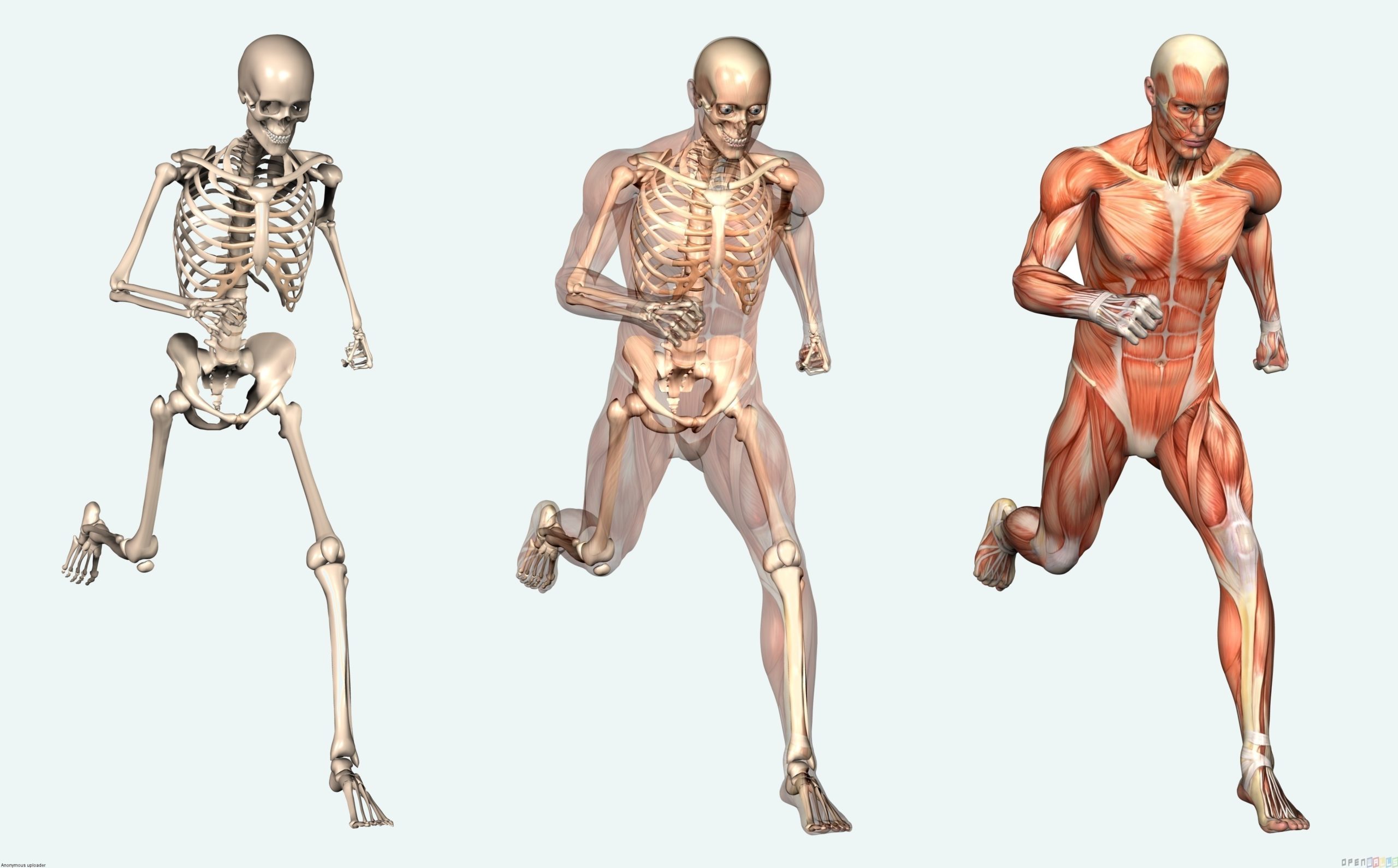 6 Fatos curiosos sobre o corpo humano