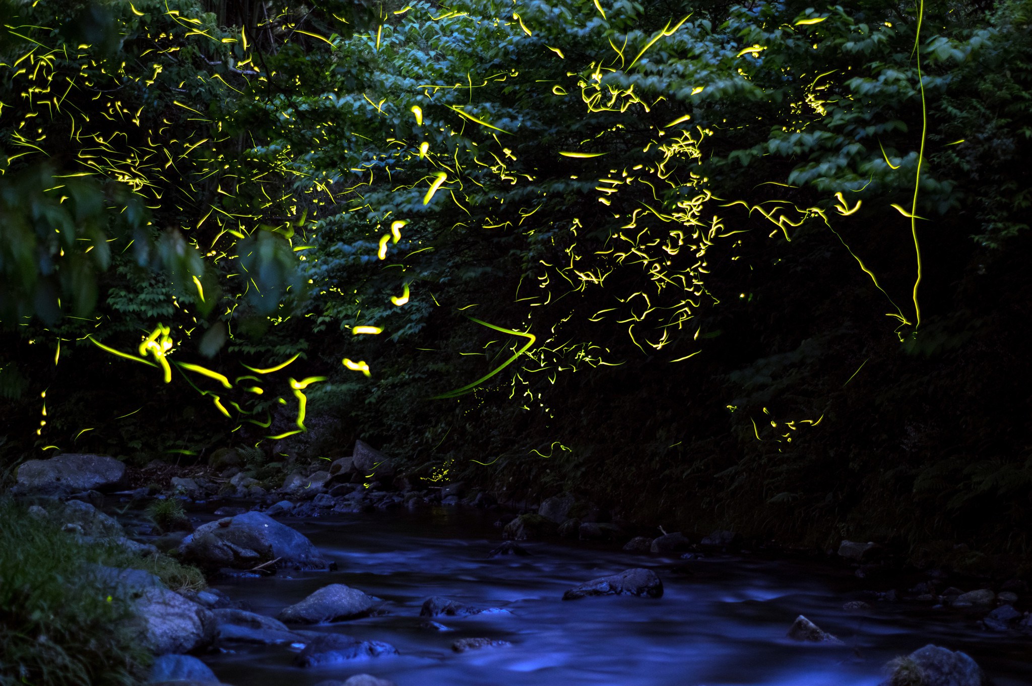 Floresta Brilhante em Shikoku
