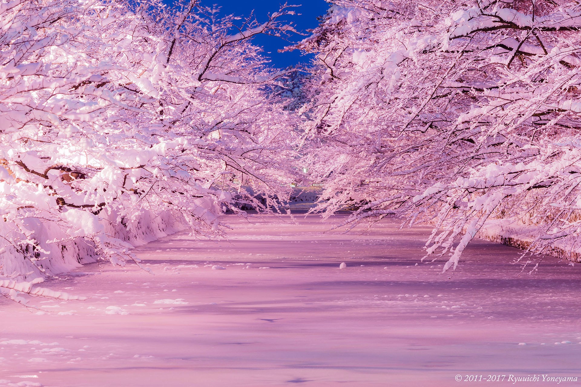 15 fatos que você provavelmente não saiba sobre o Sakura