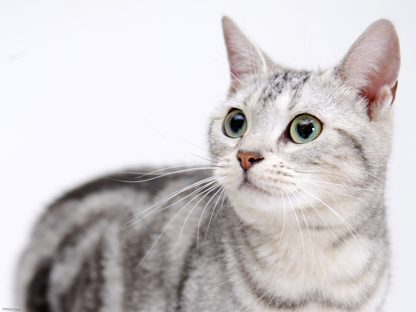 Os 10 nomes mais populares para gatos, segundo os japoneses