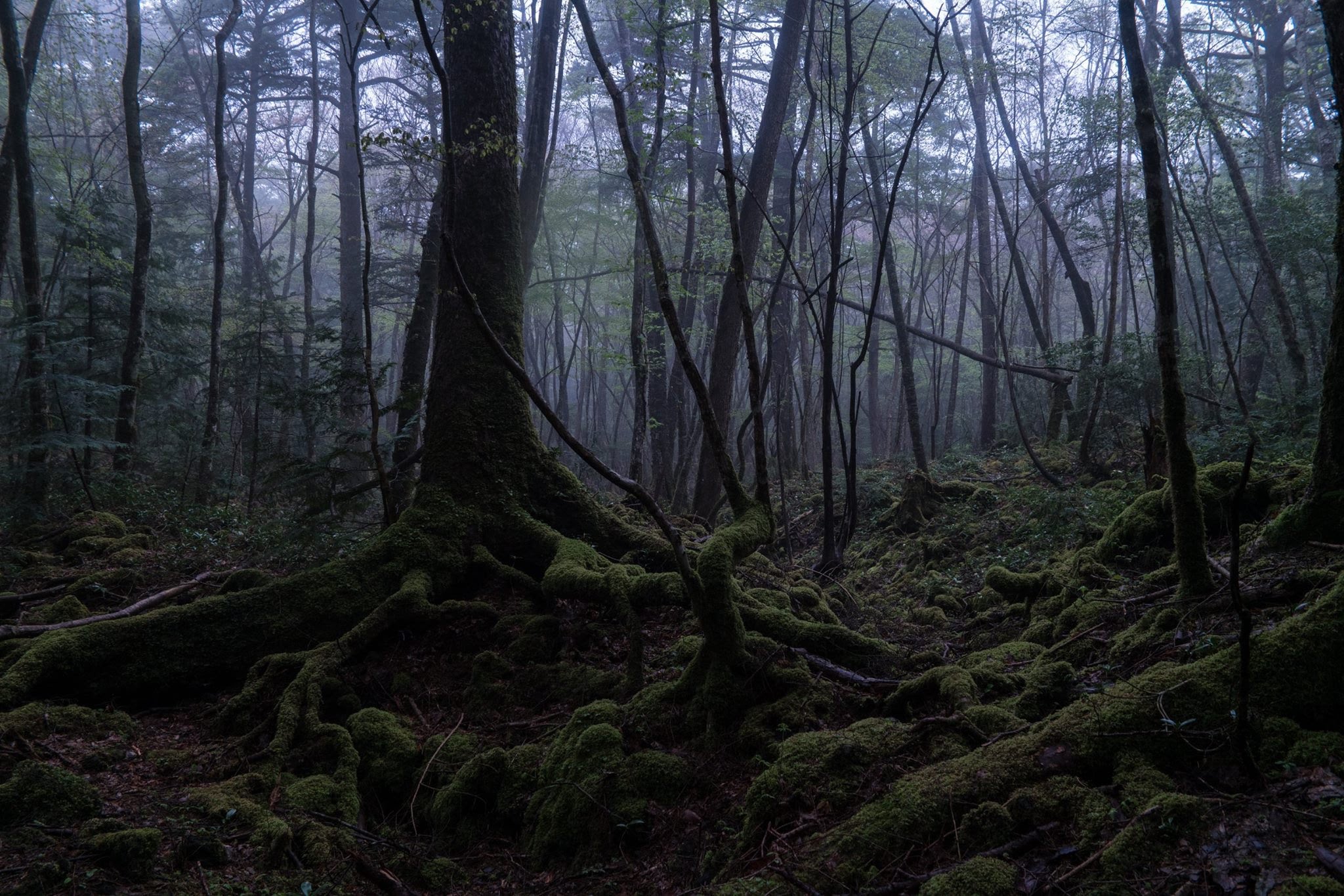 Floresta dos suicidas no Japão: Aokigahara