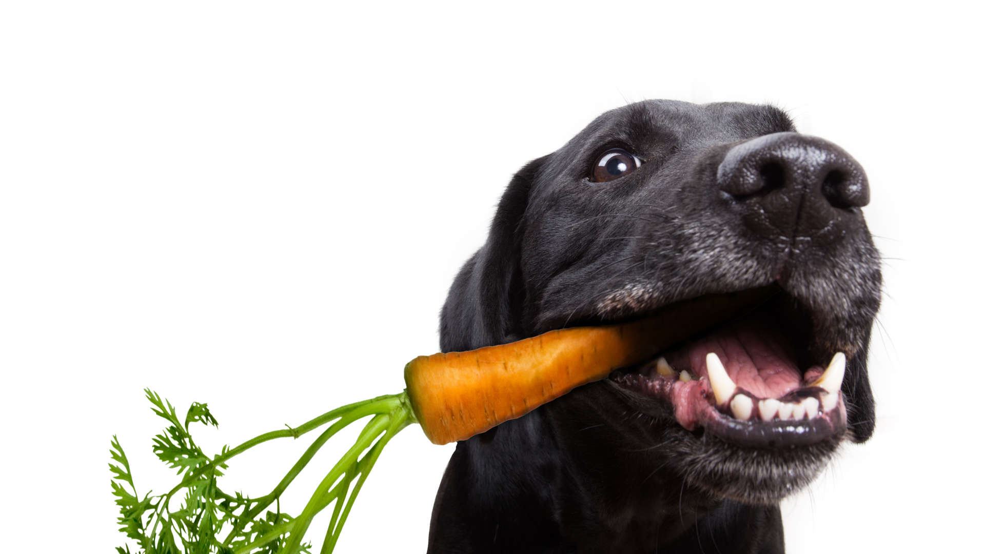 “Eu tinha um cachorro preto chamado depressão”, o curta que nos ajuda a entender esse mal
