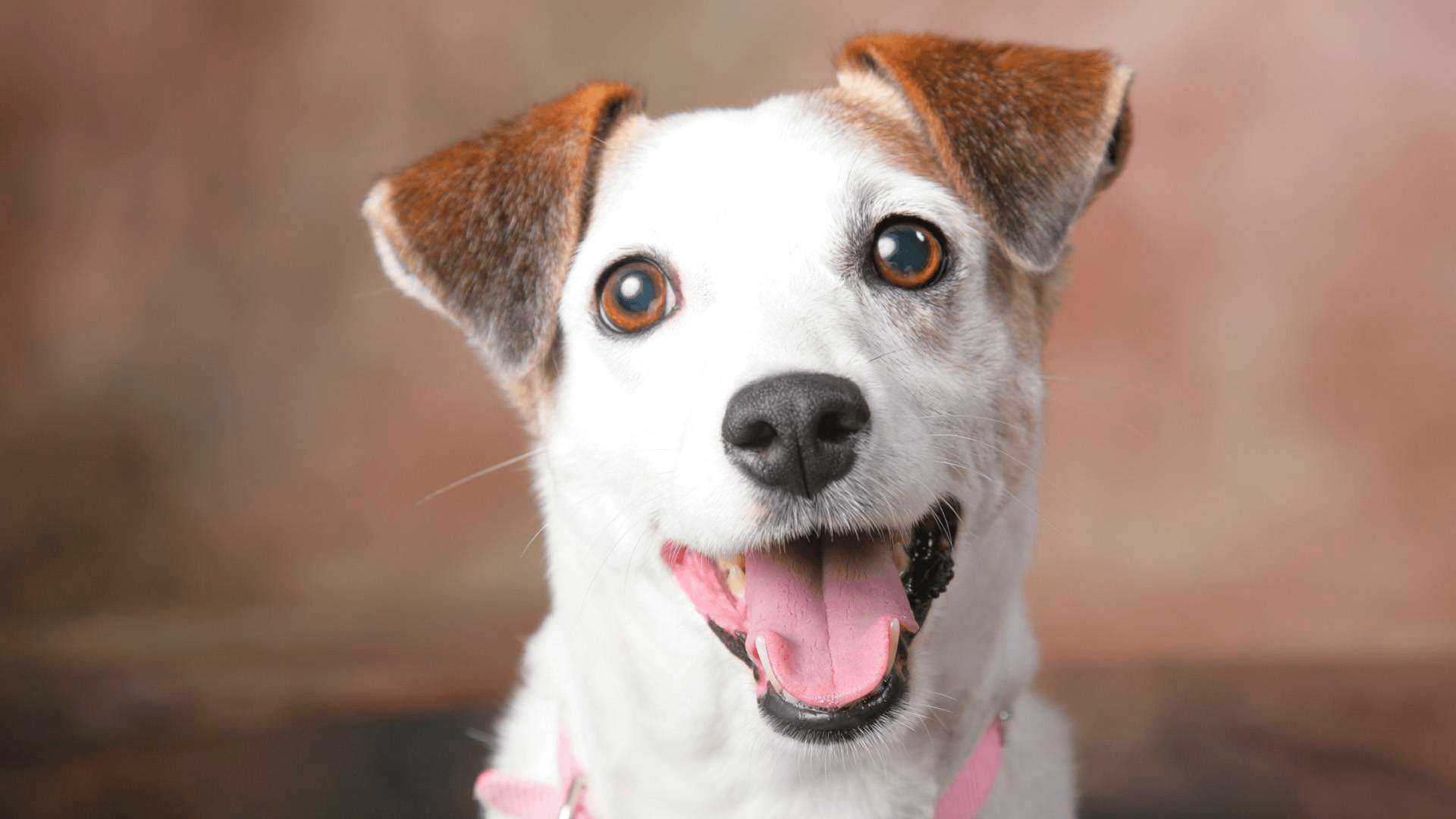 Por que os cães ficam tão felizes quando chegamos em casa? Ciência explica!