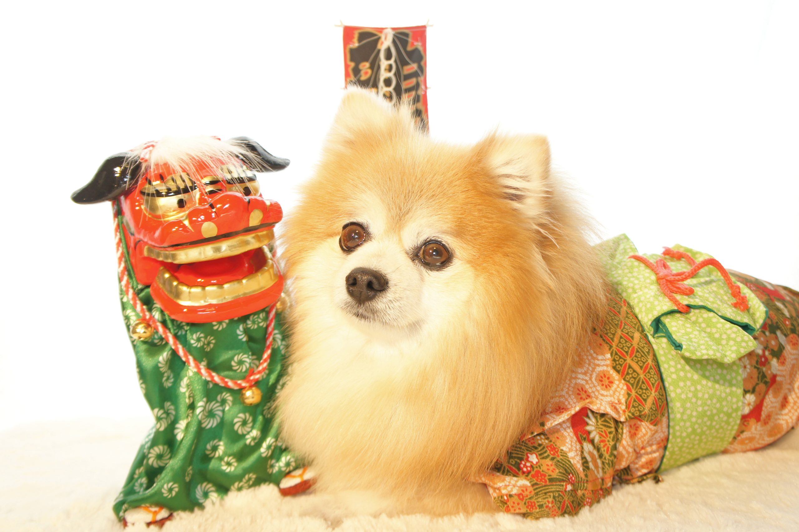 Empresa japonesa cria “armaduras” de samurai para cães e gatos!