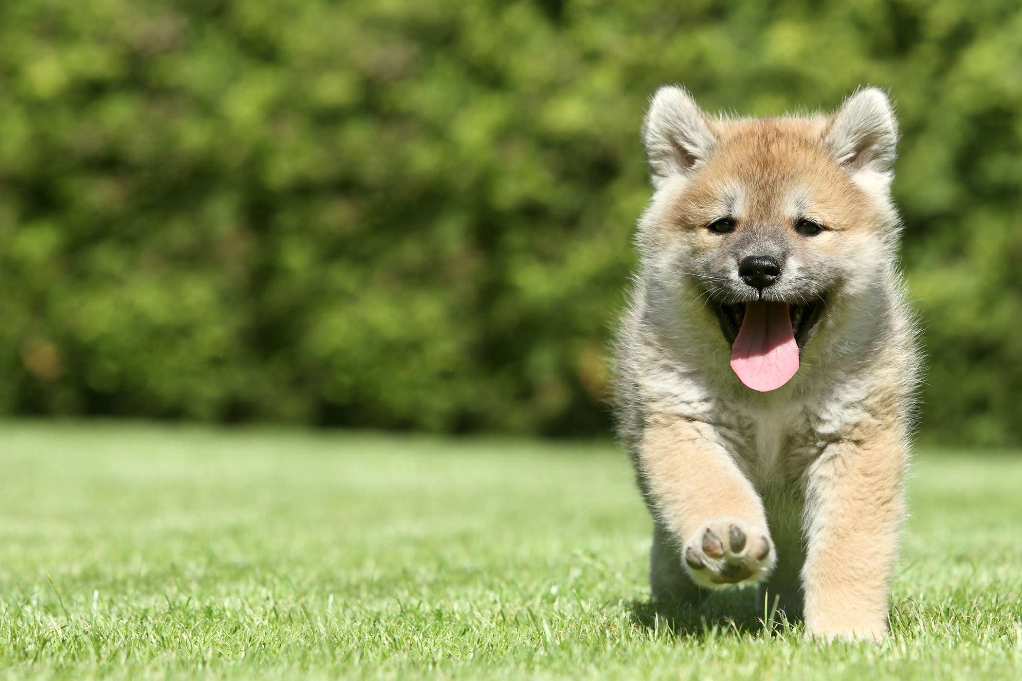 Em vídeo, Shiba Inu leva aliança dos noivos a altar!