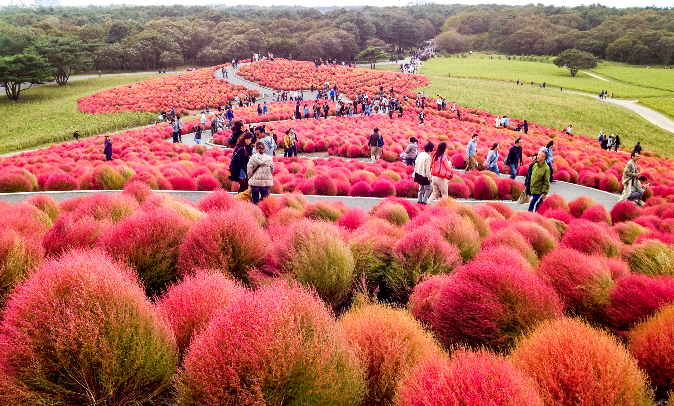 Hitachi Seaside Park no Japão. O parque que floresce o ano todo