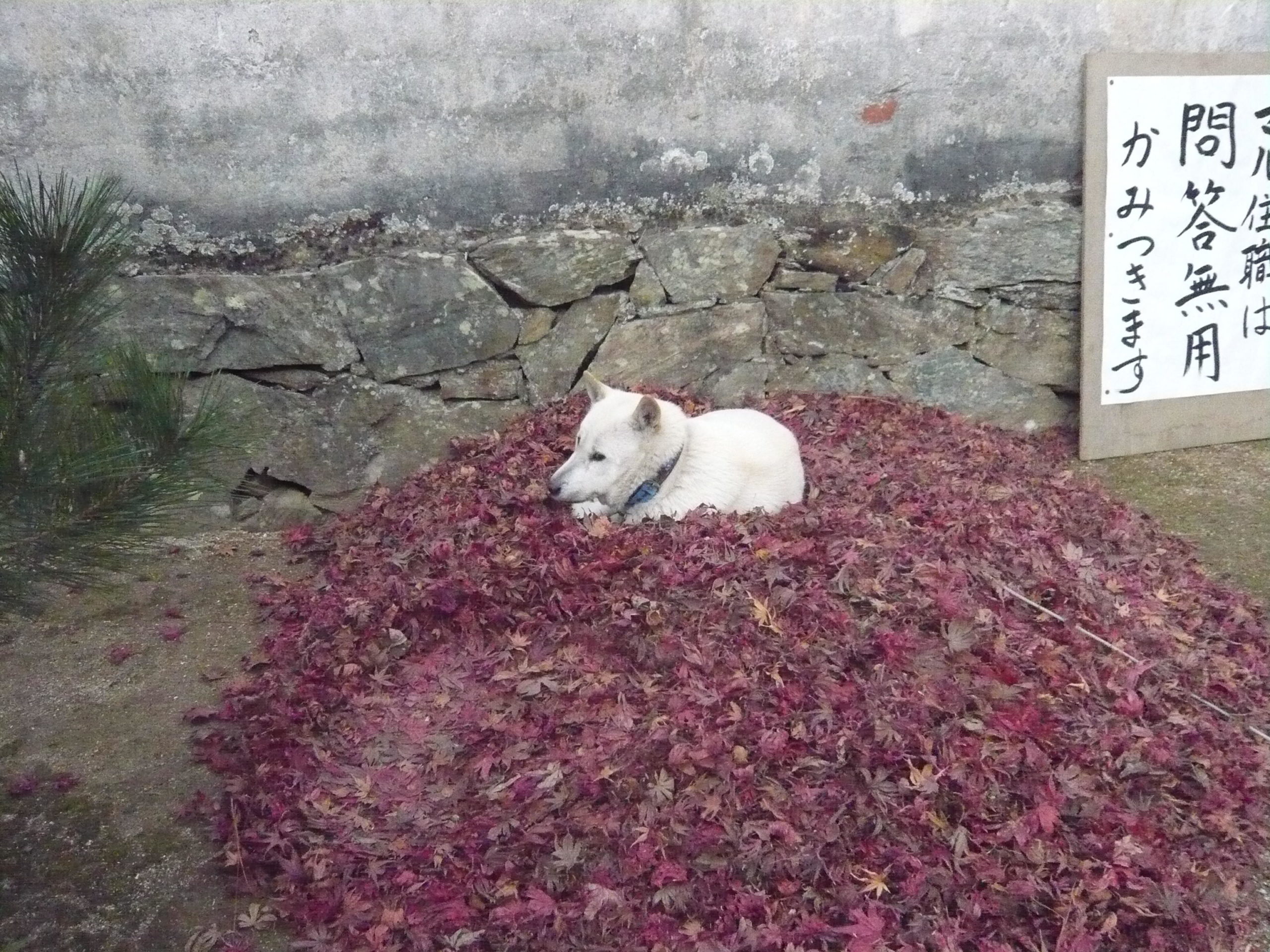 Conheça Maru, o Cão Sacerdote do Templo Toshunji, em Yamaguchi