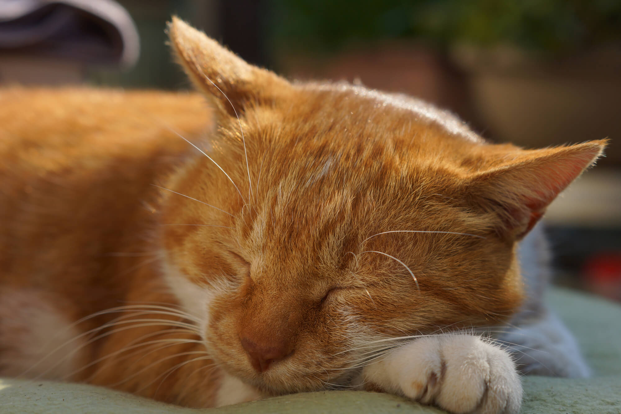 Conheça as 13 Ilhas dos Gatos Que Existem No Japão