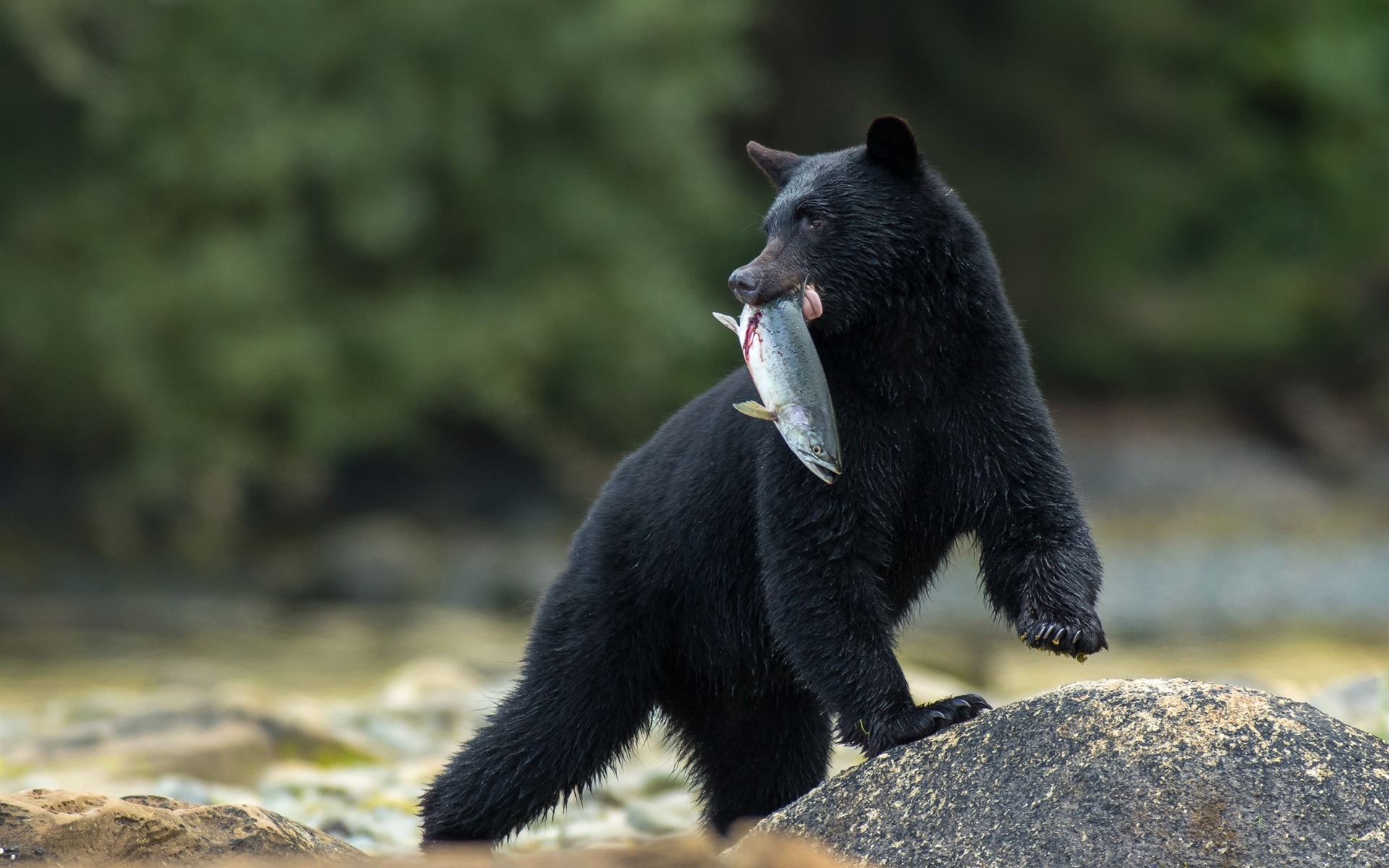 Cuidador é atacado por urso doméstico no Japão é acaba morrendo