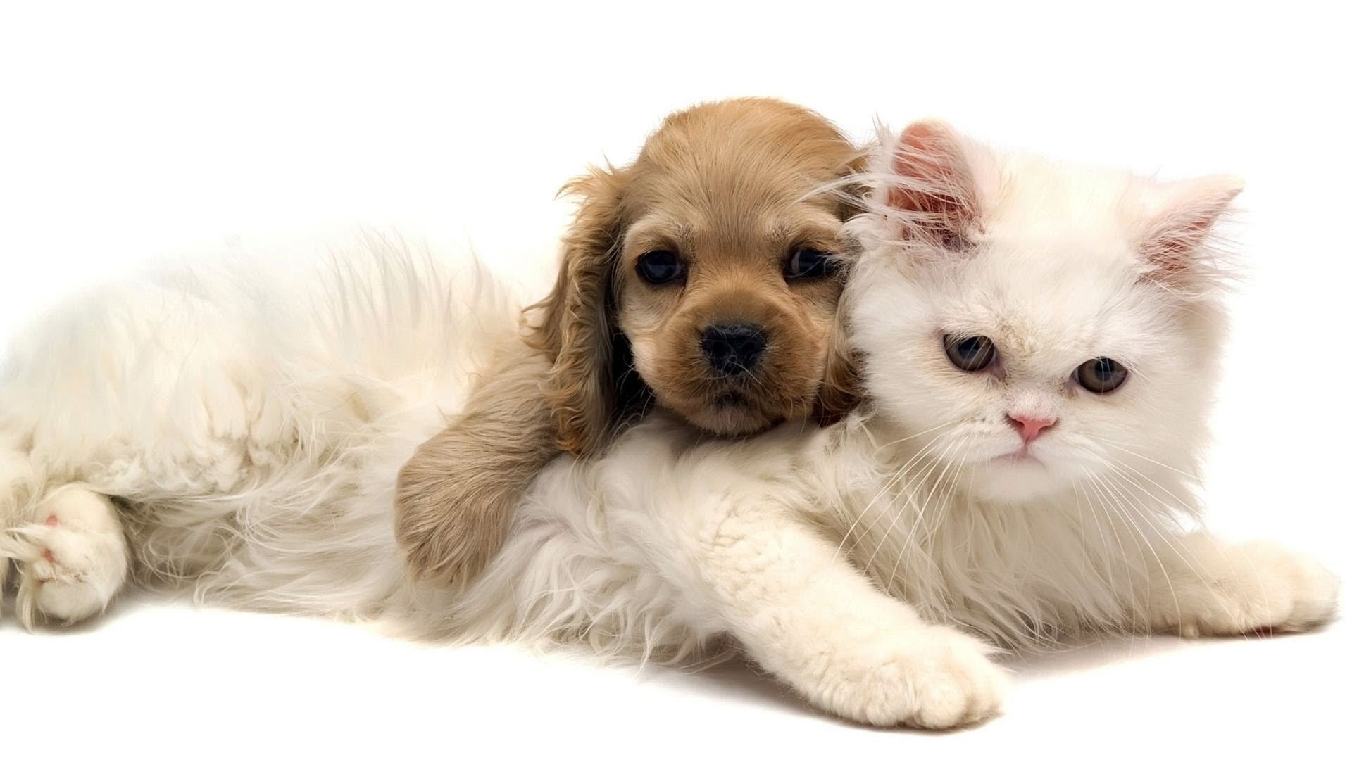 Como levar cães e gatos para o Japão? Descubra!