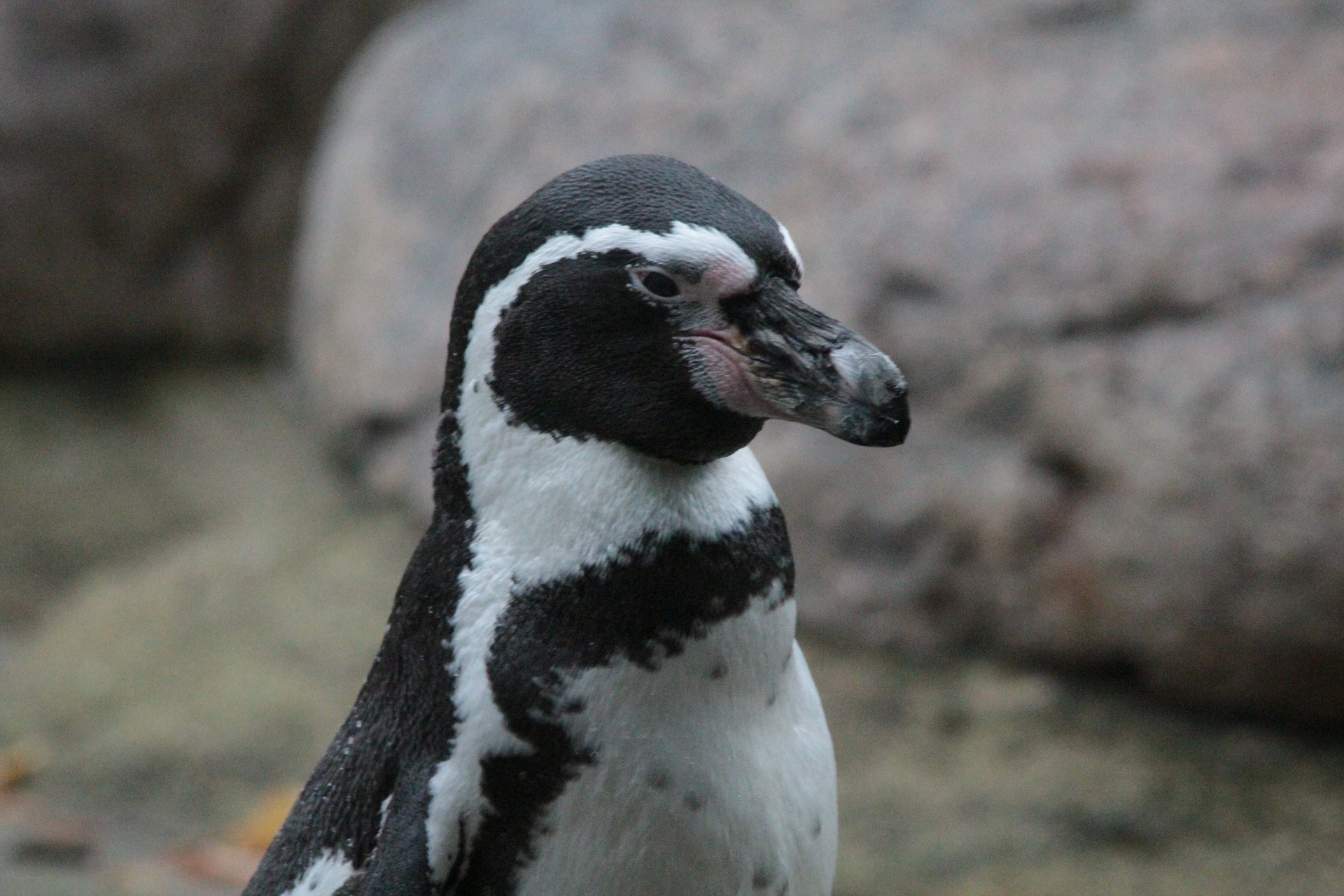 Pinguim viaja todos os anos ao Rio de Janeiro para encontrar brasileiro que salvou sua vida!