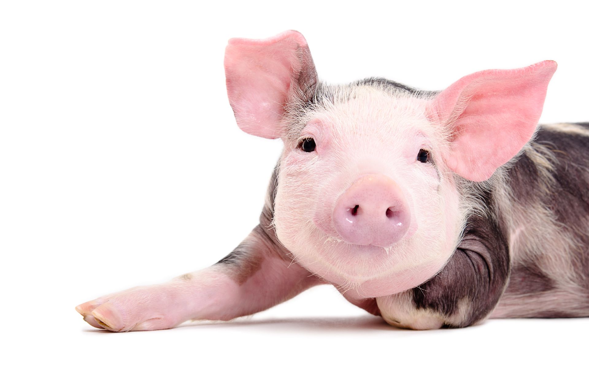2019 será o ano do Porco – Veja o que esperar