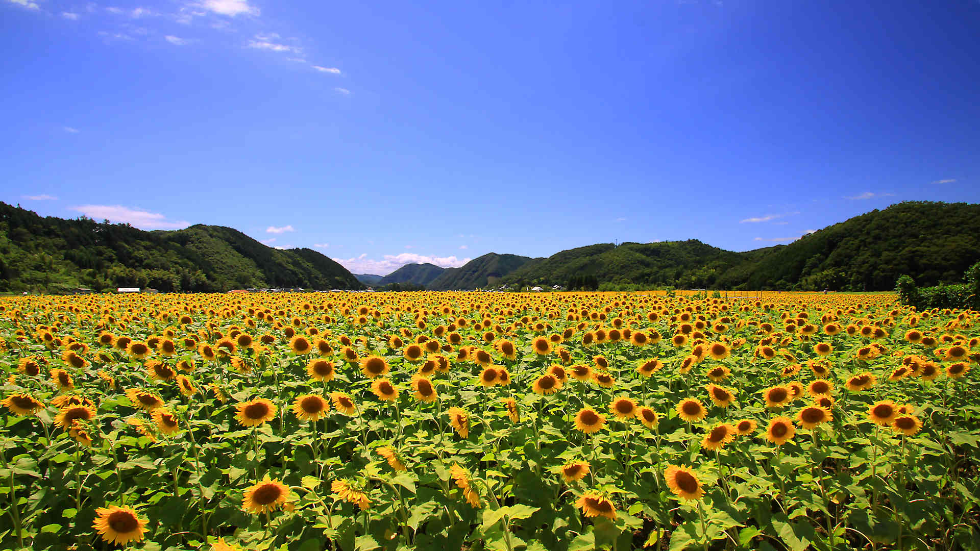 10 Festivais de Girassóis para você conhecer no Japão