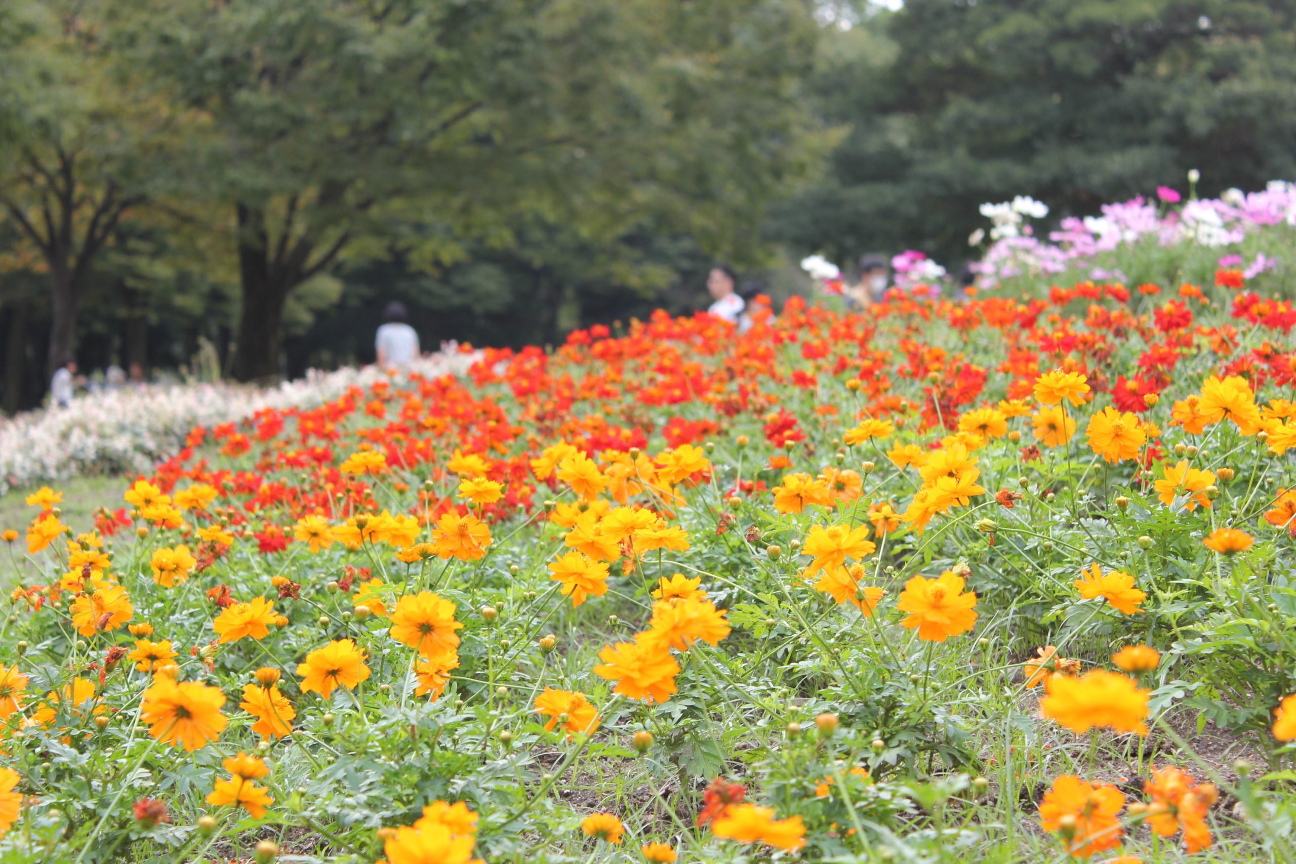 Atrações culturais da província de Aichi: Festival das Flores de Oku-Mikawa