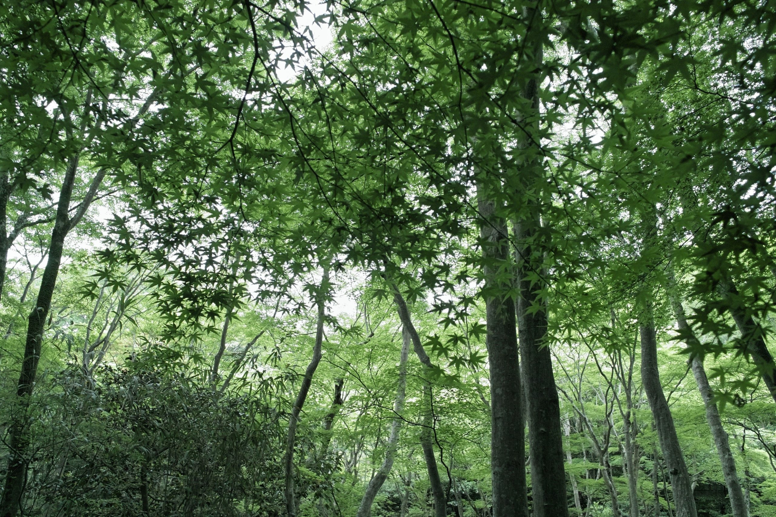 A explicação das formas geométricas de uma floresta do Japão