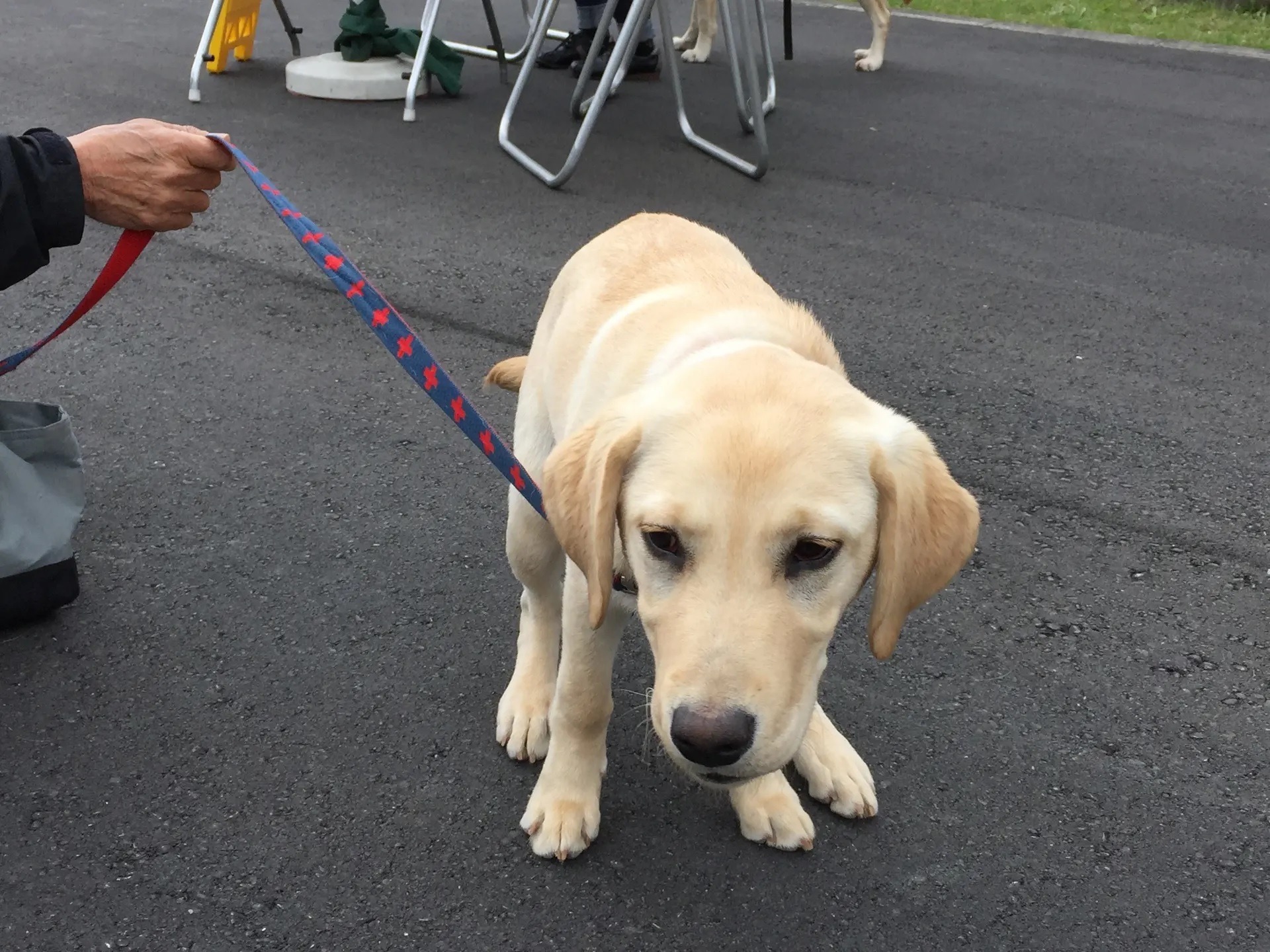 Quill – A Vida de Um Cão-Guia