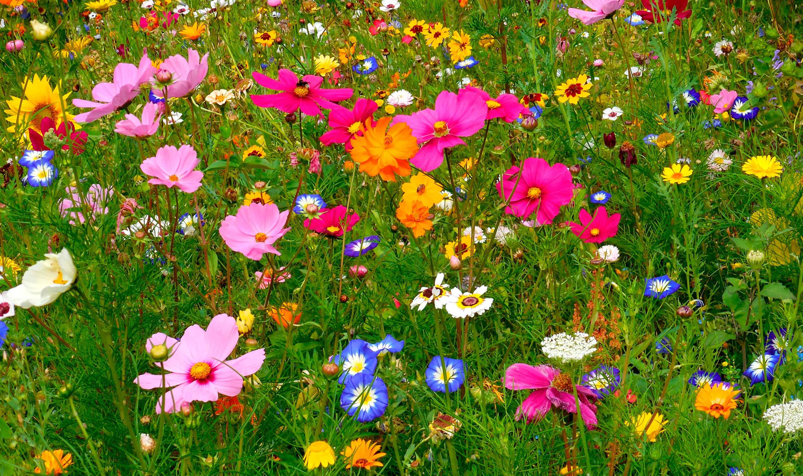 As flores de cada signo do zodíaco e o poder delas