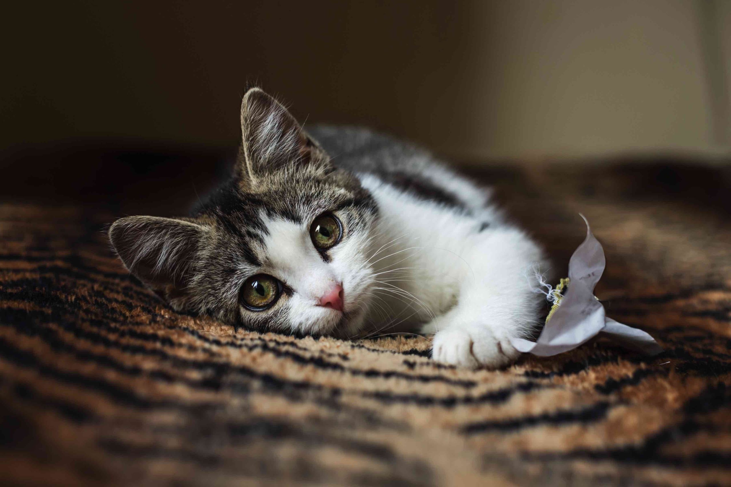 Qual o destino dos cães e gatos abandonados no Japão?