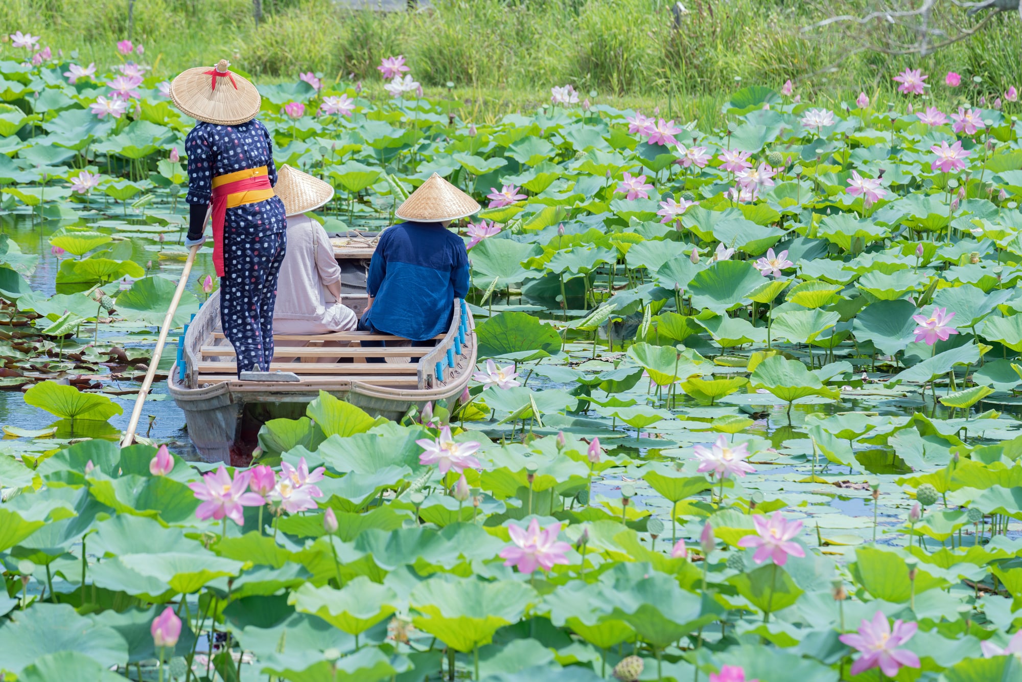 10 Festivais de Flores de Íris no Japão