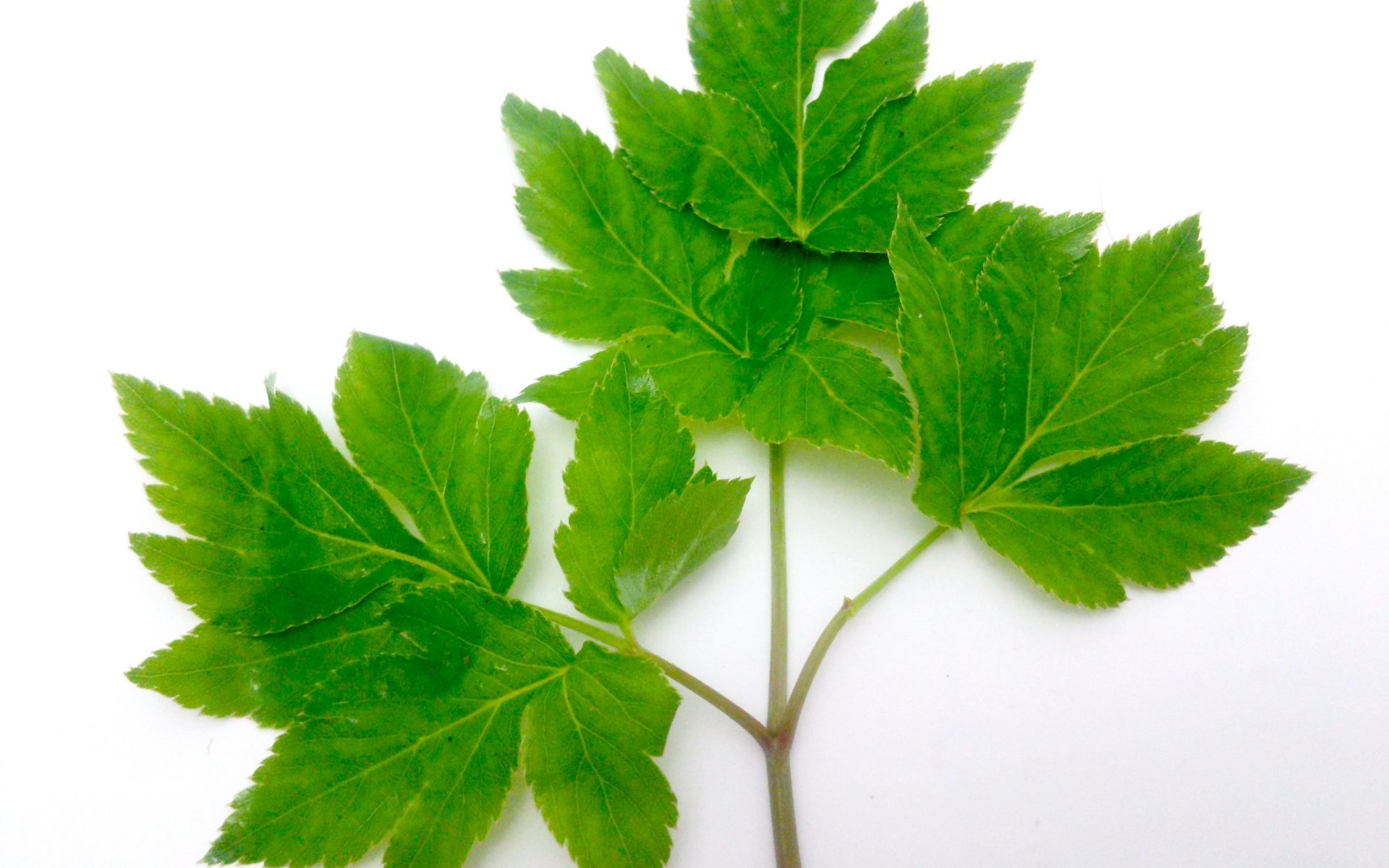Planta japonesa pode ser o segredo da longevidade