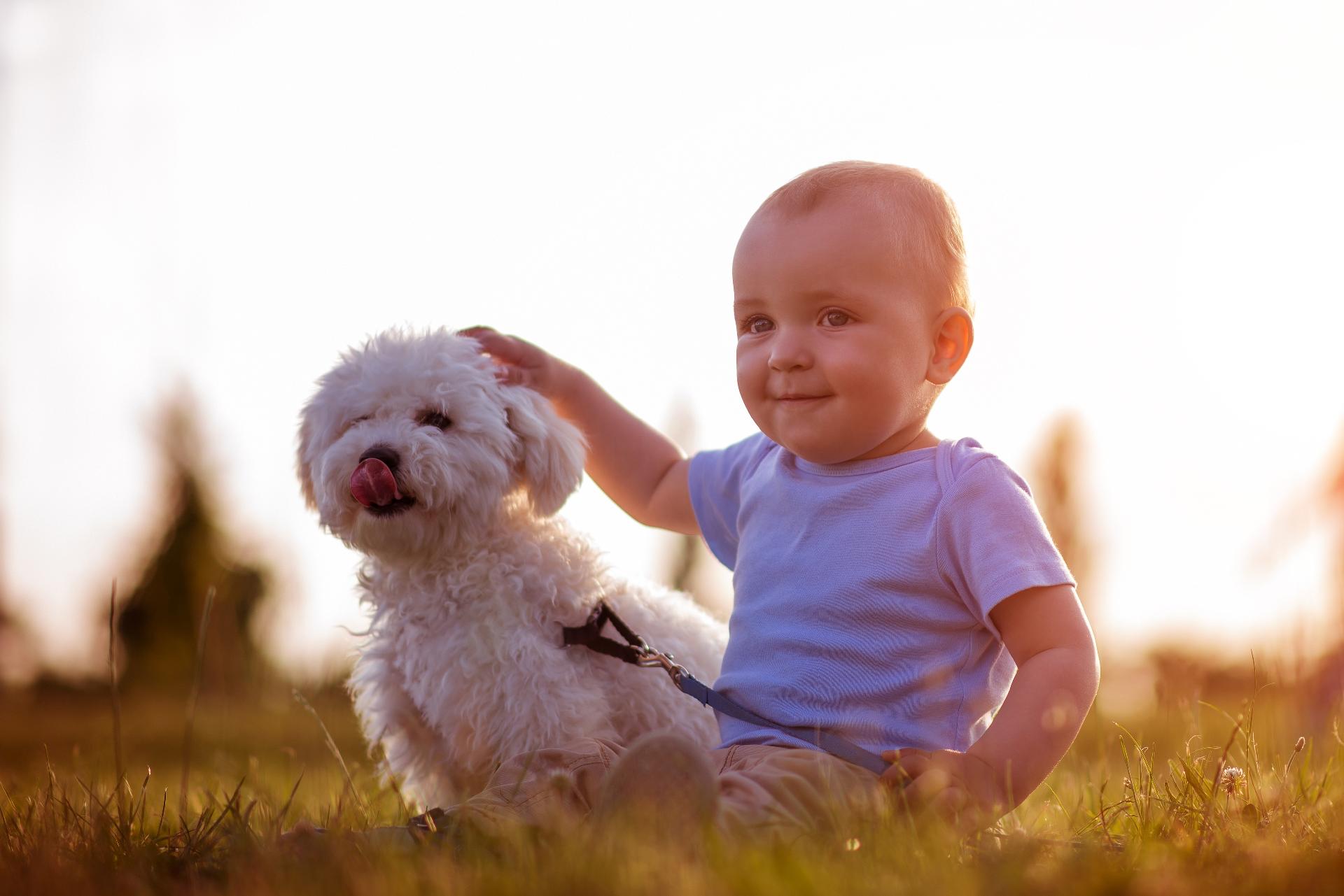 Cães têm emoções semelhantes às das crianças