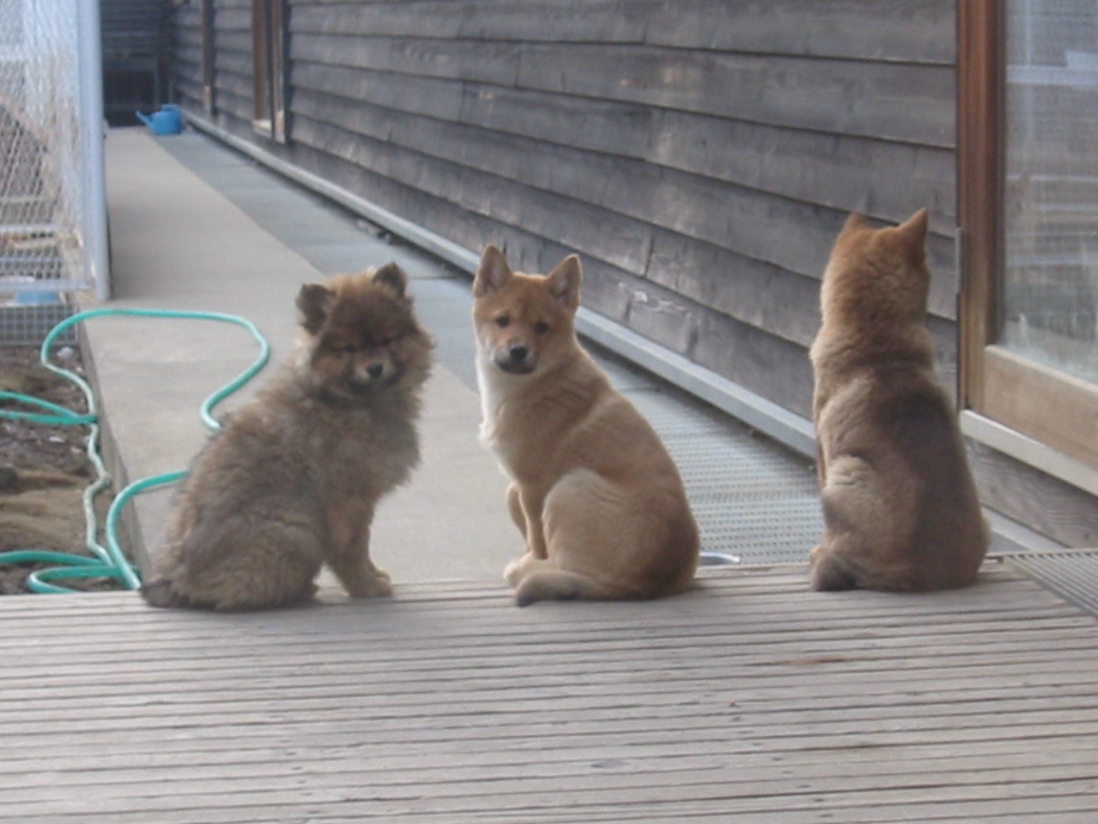Kawakami Inu, os descendentes dos lobos japoneses