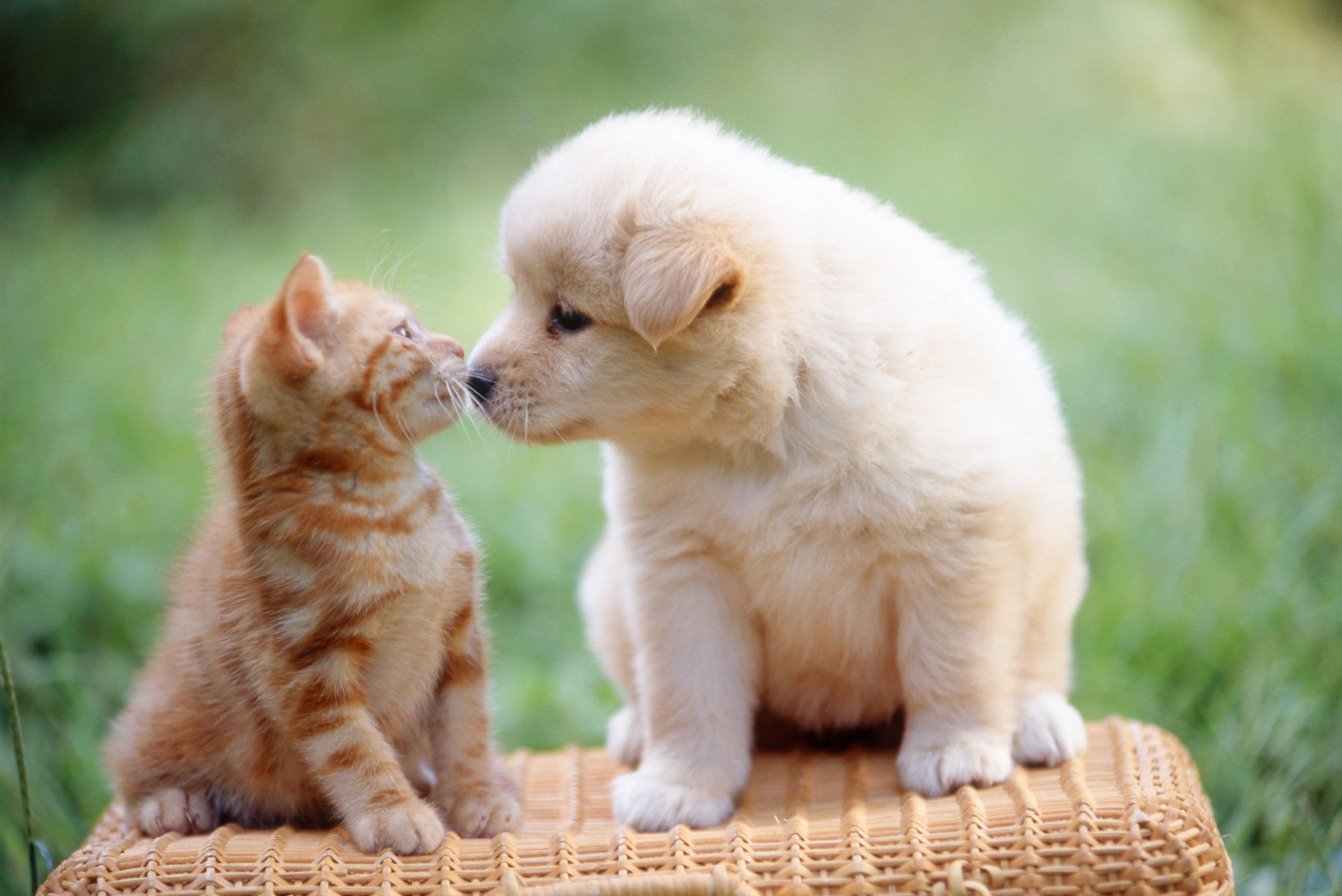 Condições para entrada e saída de cães e gatos no Japão