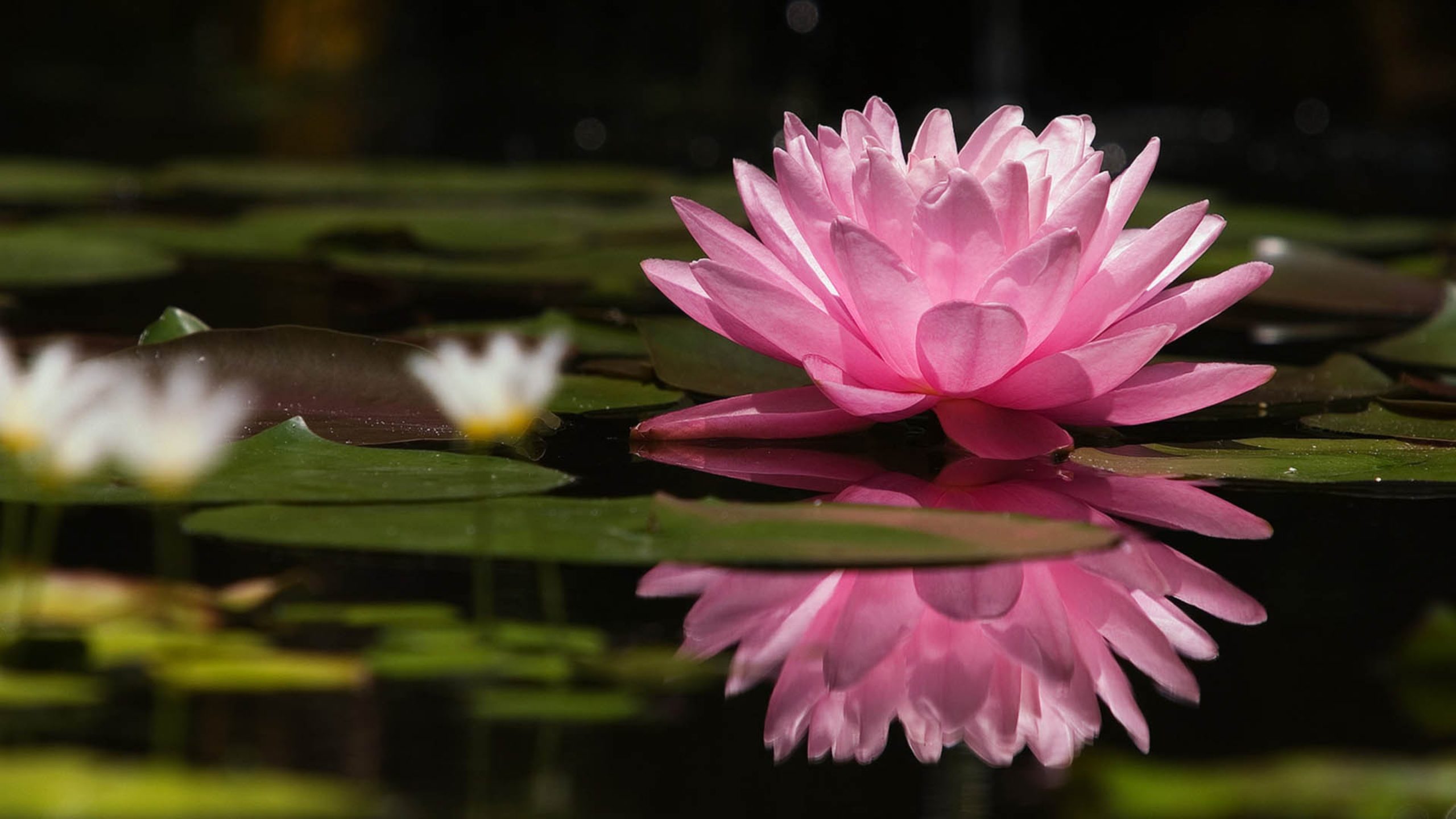 Os Mais Belos Jardins de Flor de Lótus do Japão
