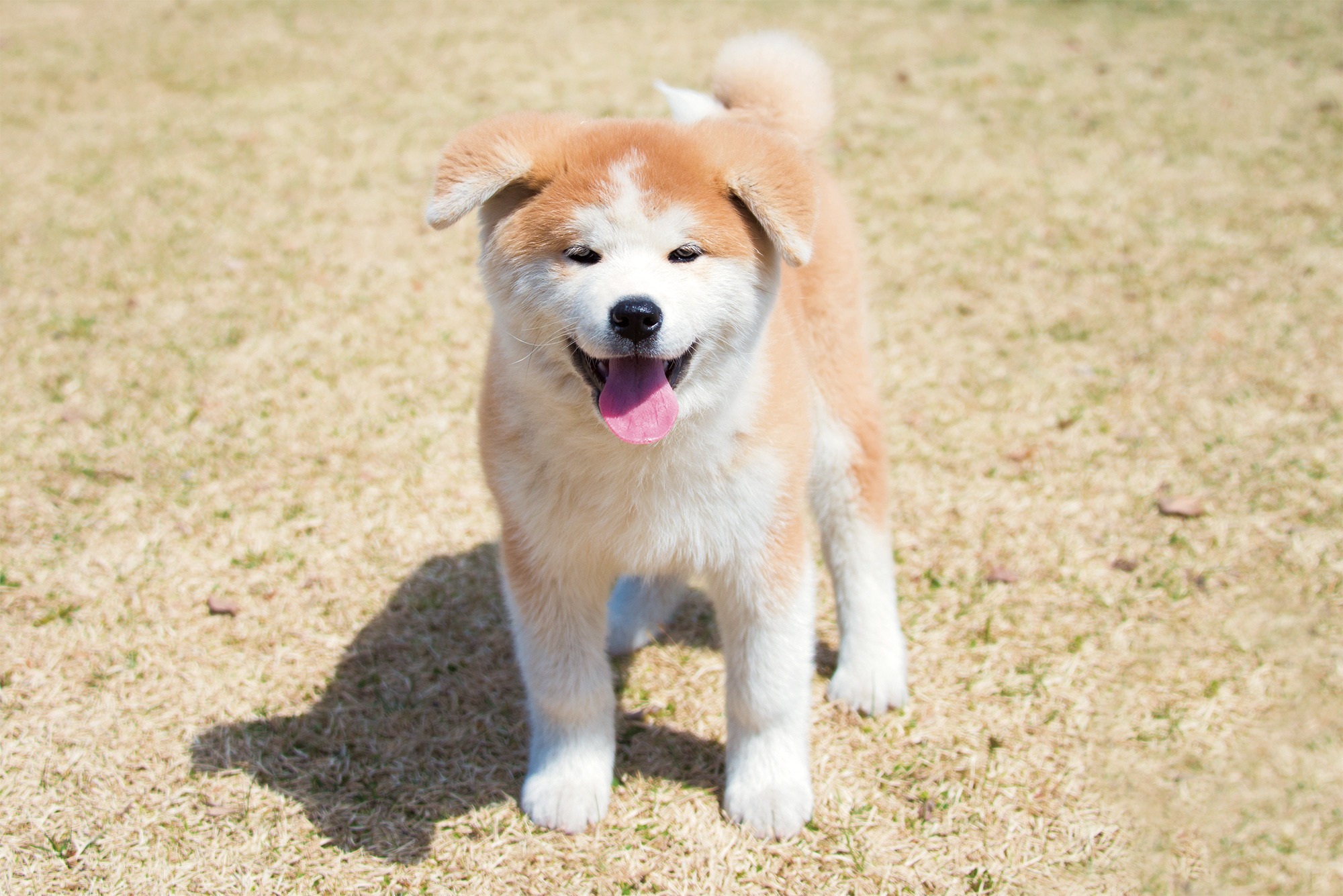Você está no Japão e tem um cachorro? Conheça as suas obrigações como dono do animal