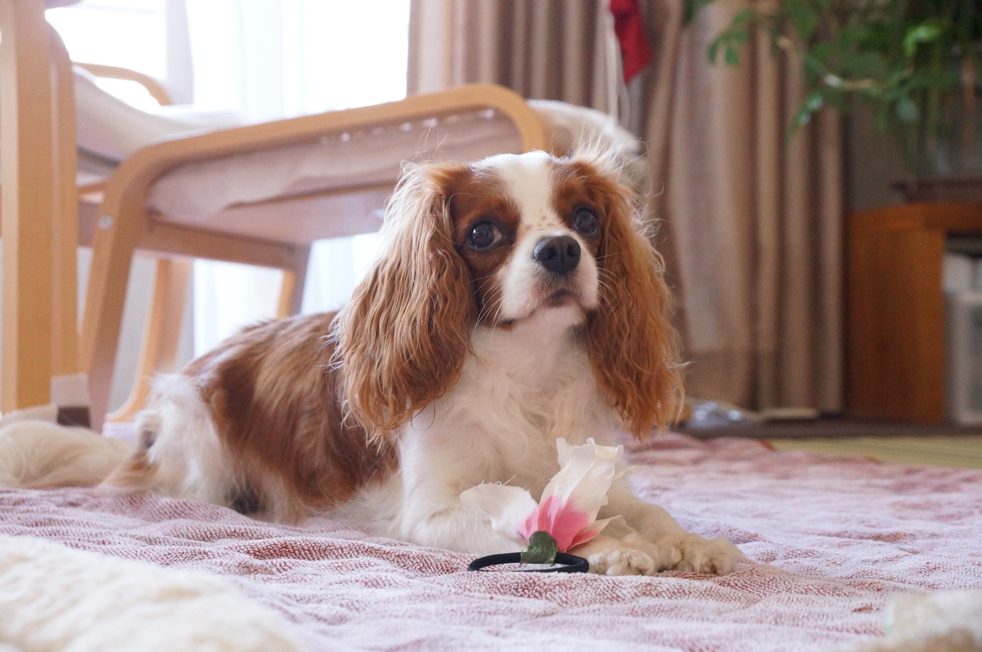 Japão quer rever a lei de eliminação de animais abandonados