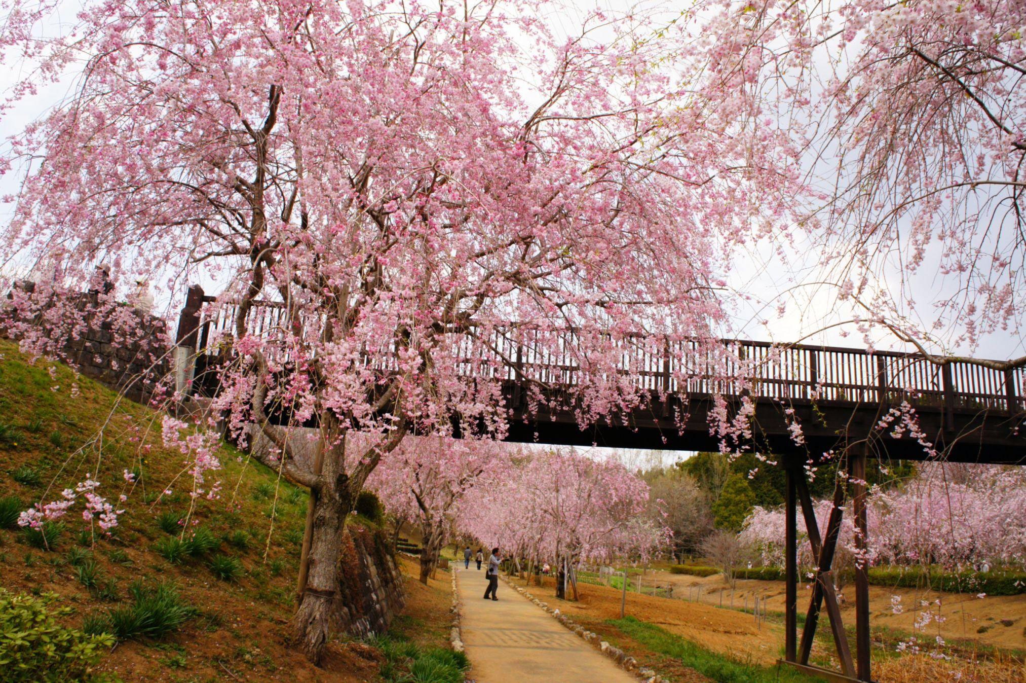 Aprecie o sakura mesmo não estando no Japão