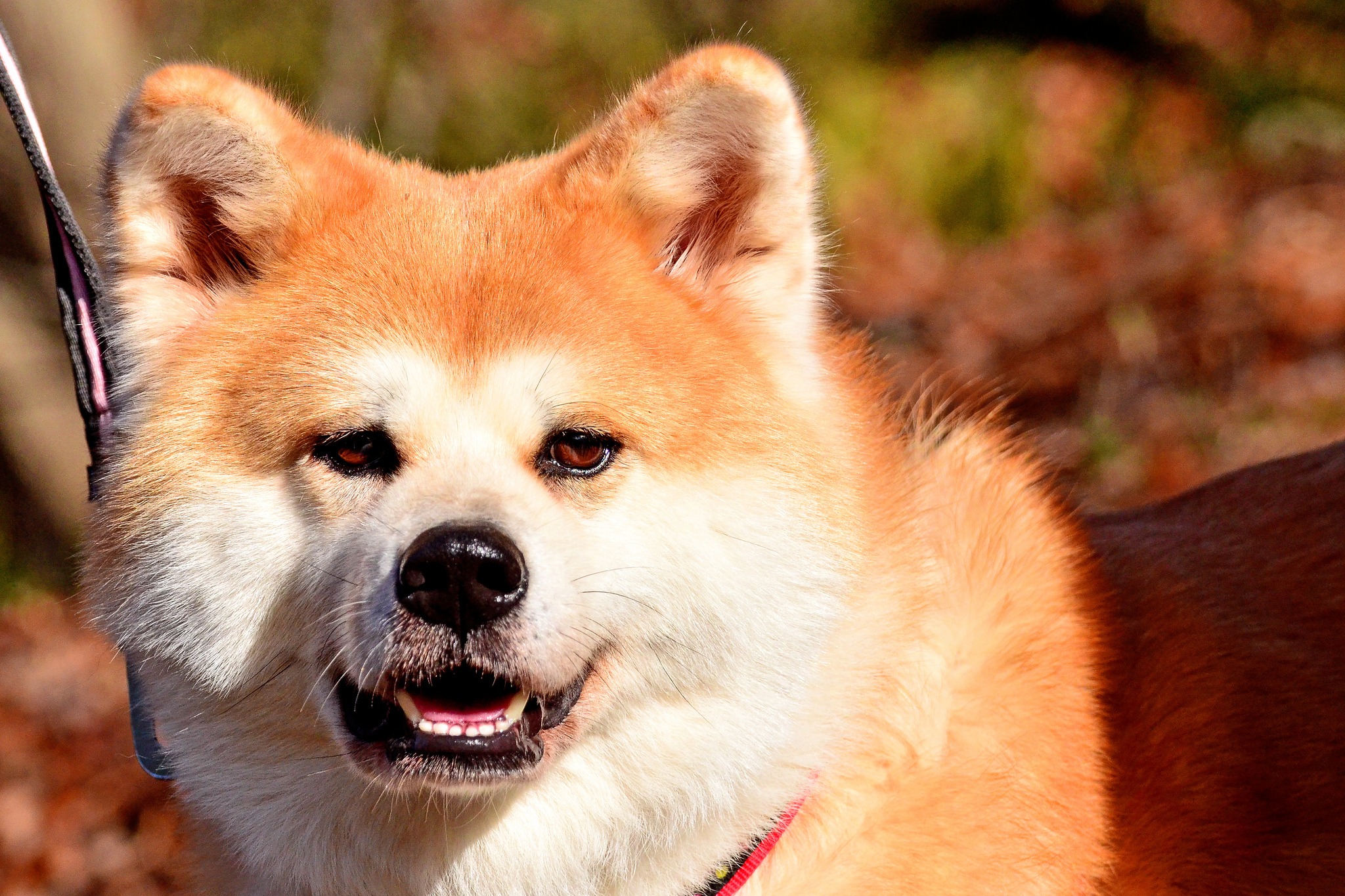 Conheça a história do homem que salvou a raça Akita da extinção